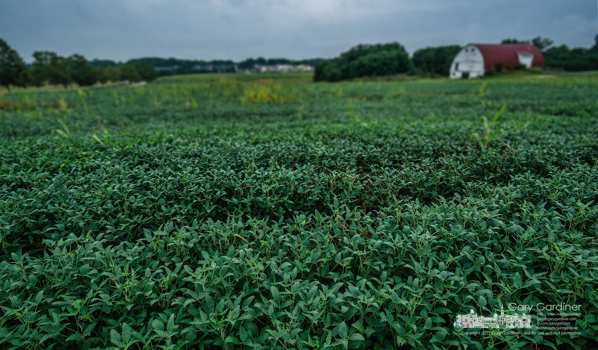Morning rain and cloudy skies blanket the soybean fields at the Braun Farm in Westerville. My Final Photo for Aug. 16, 2021.
