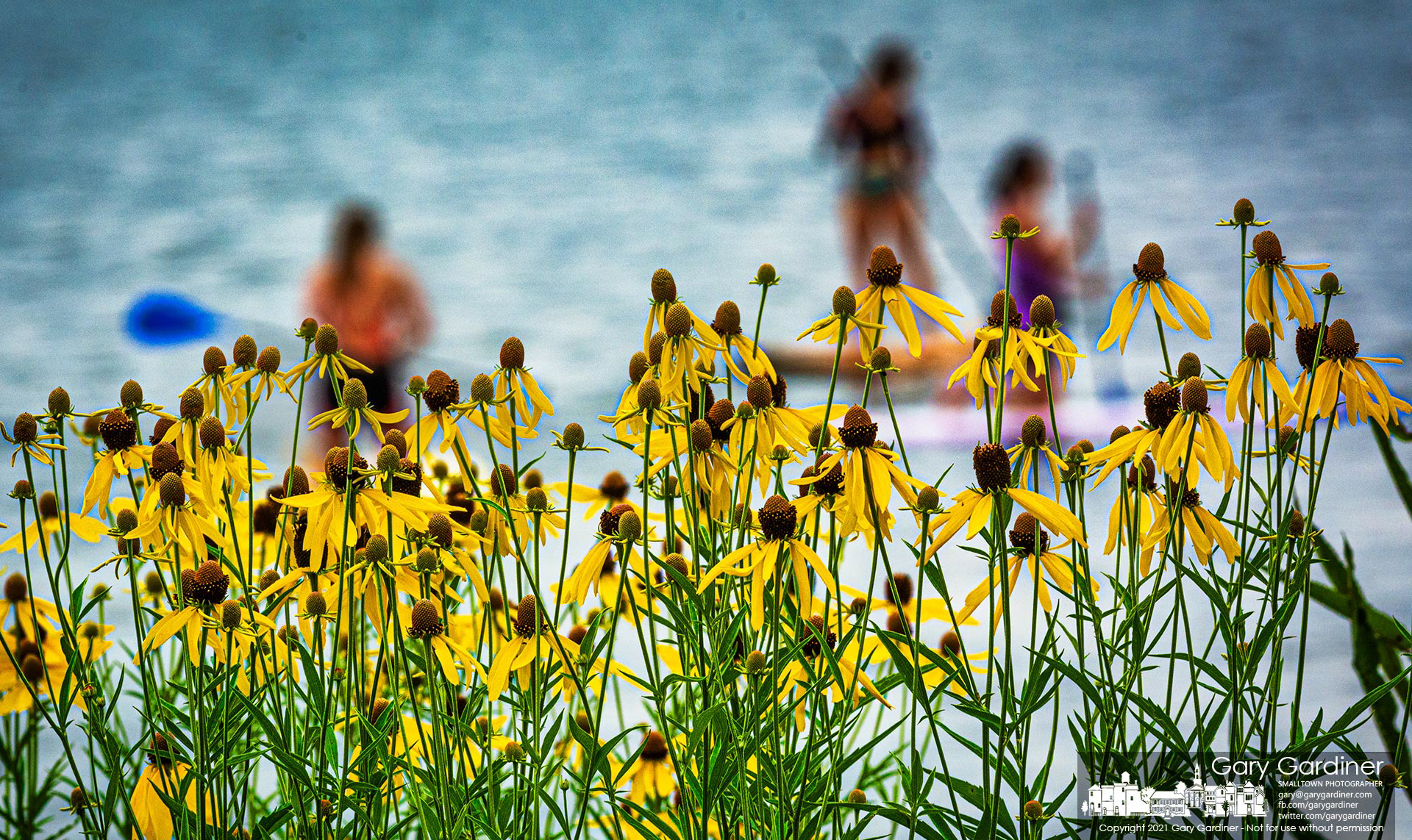 Paddleboarders on Hoover Reservoir pass by a field of wildflowers growing near the Walnut Street boat ramp. My Final Photo for July 10, 2021.