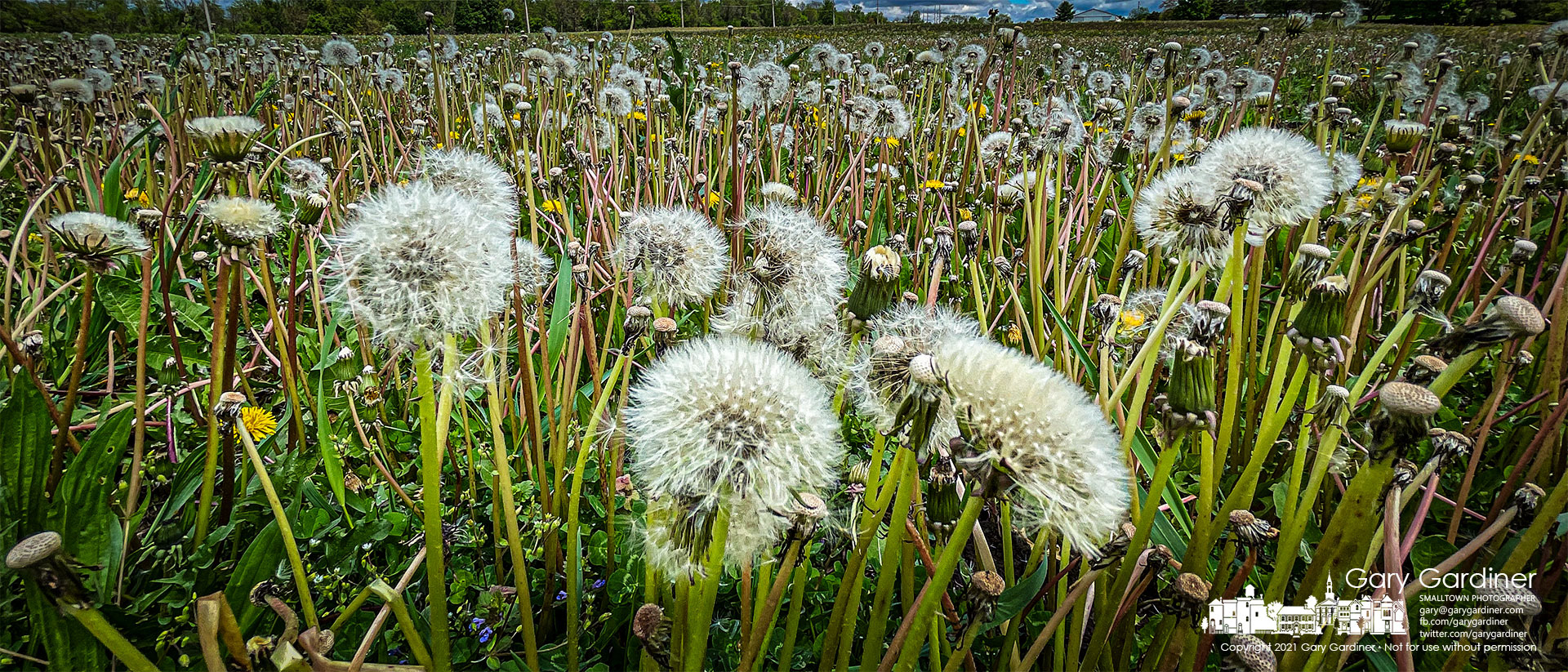 Dandelion seed pods are the most prolific Spring weed this time of the summer including these along Africa Road at the Yarnell Farm fields. My Final Photo for May 5, 2021.