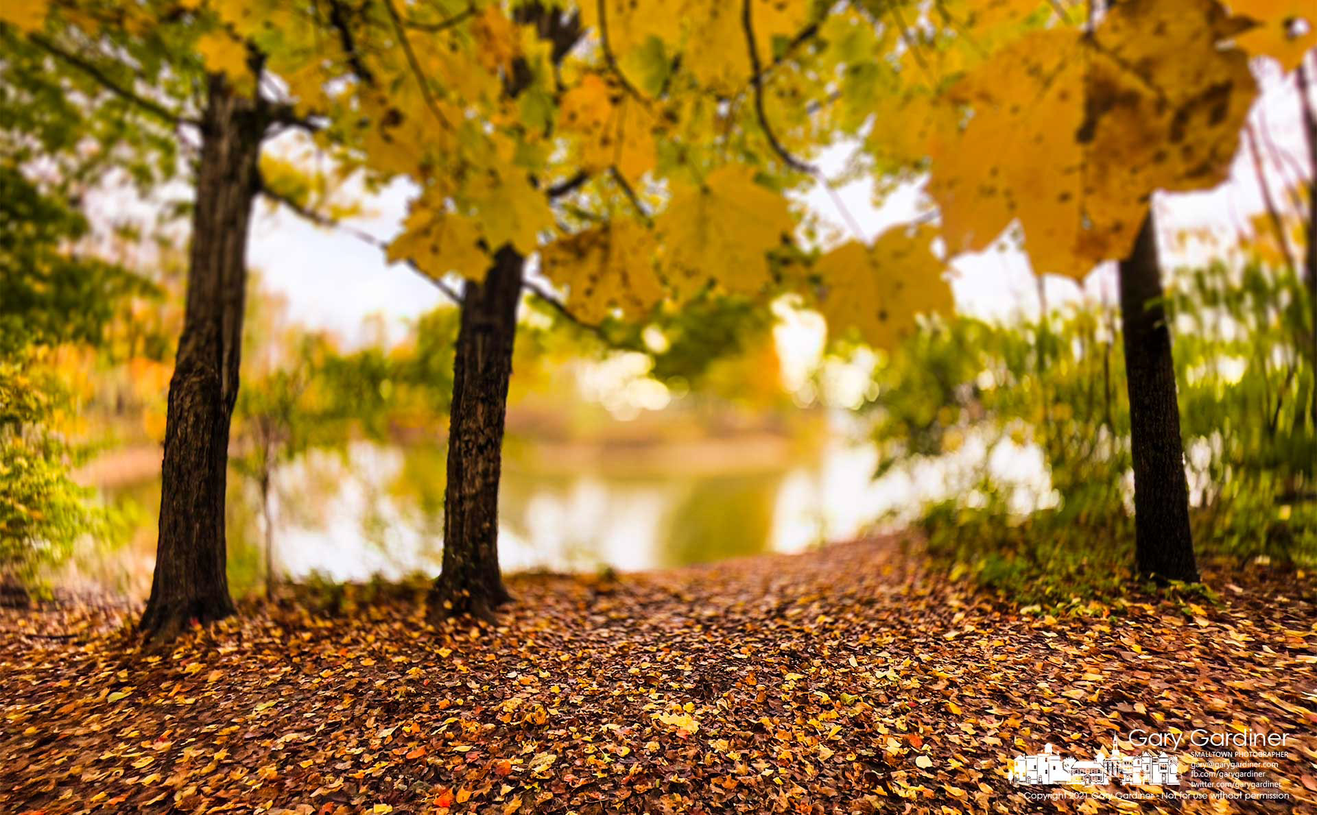Maple leaves cover the normally dirt path leading away from Red Bank Park at Hoover Reservoir as cooler weather and shorter days hasten the turning of leaves. My Final Photo for Oct. 25, 2021.