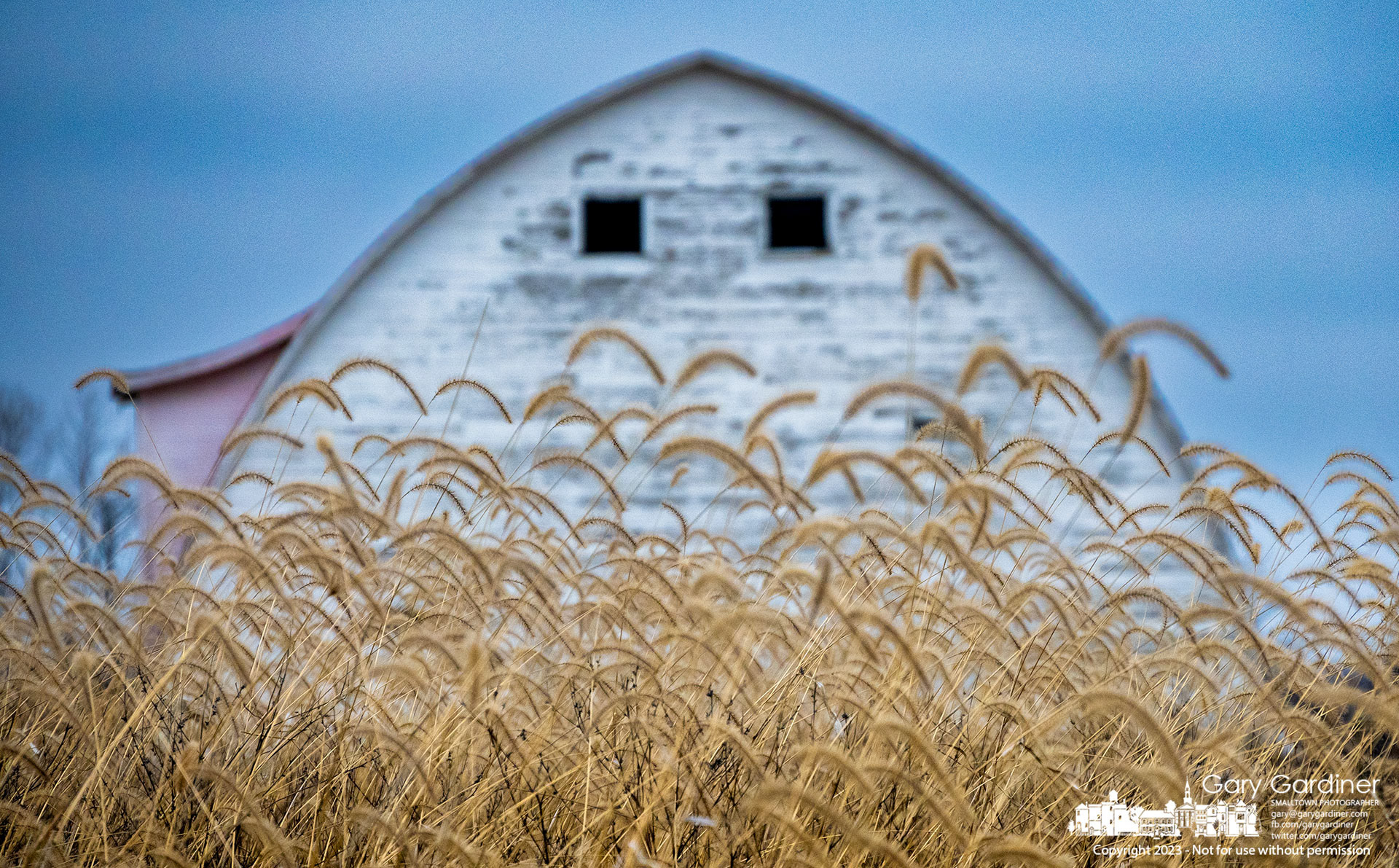 Desiccated giant foxtail grass seedheads wave in thebreeze across a fallow field near the barn at the Braun Farm in Westerville. My Final Photo for January 9, 2023. 
