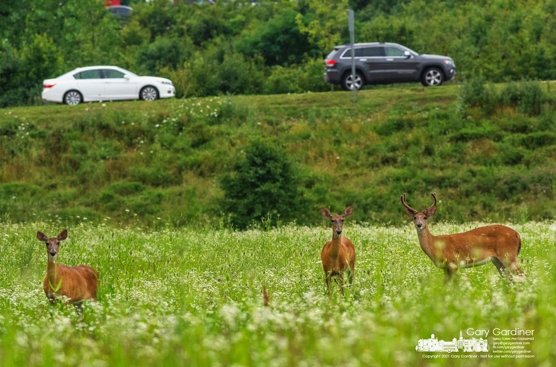 Three deer study their surroundings before resuming an afternoon meal in the open field below Ikea Way and Orion Place being ever careful for possible predators and human interruption. My Final Photo for July 9, 2021. 