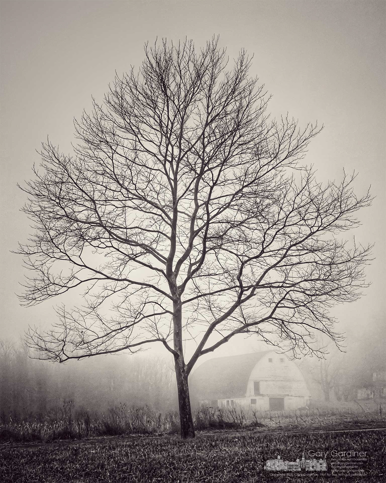 The bare trunk and limbs of a tree on Cooper Road mark the tones of a morning fog that shrouds the barn on the Braun Farm. My Final Photo for March 17, 2021.