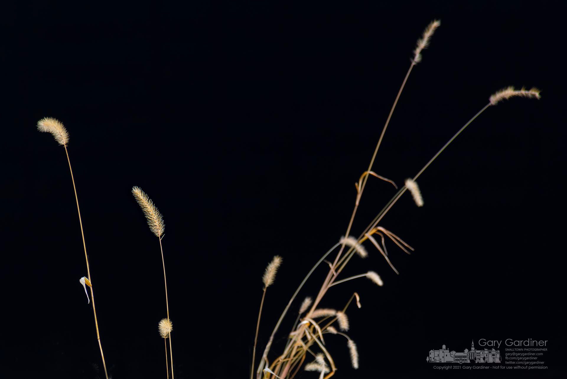 Dried foxtail grass sits at the open barn door on the Braun Farm as fall darkens the landscape of central Ohio. My Final Photo for Nov. 15, 2021. 
