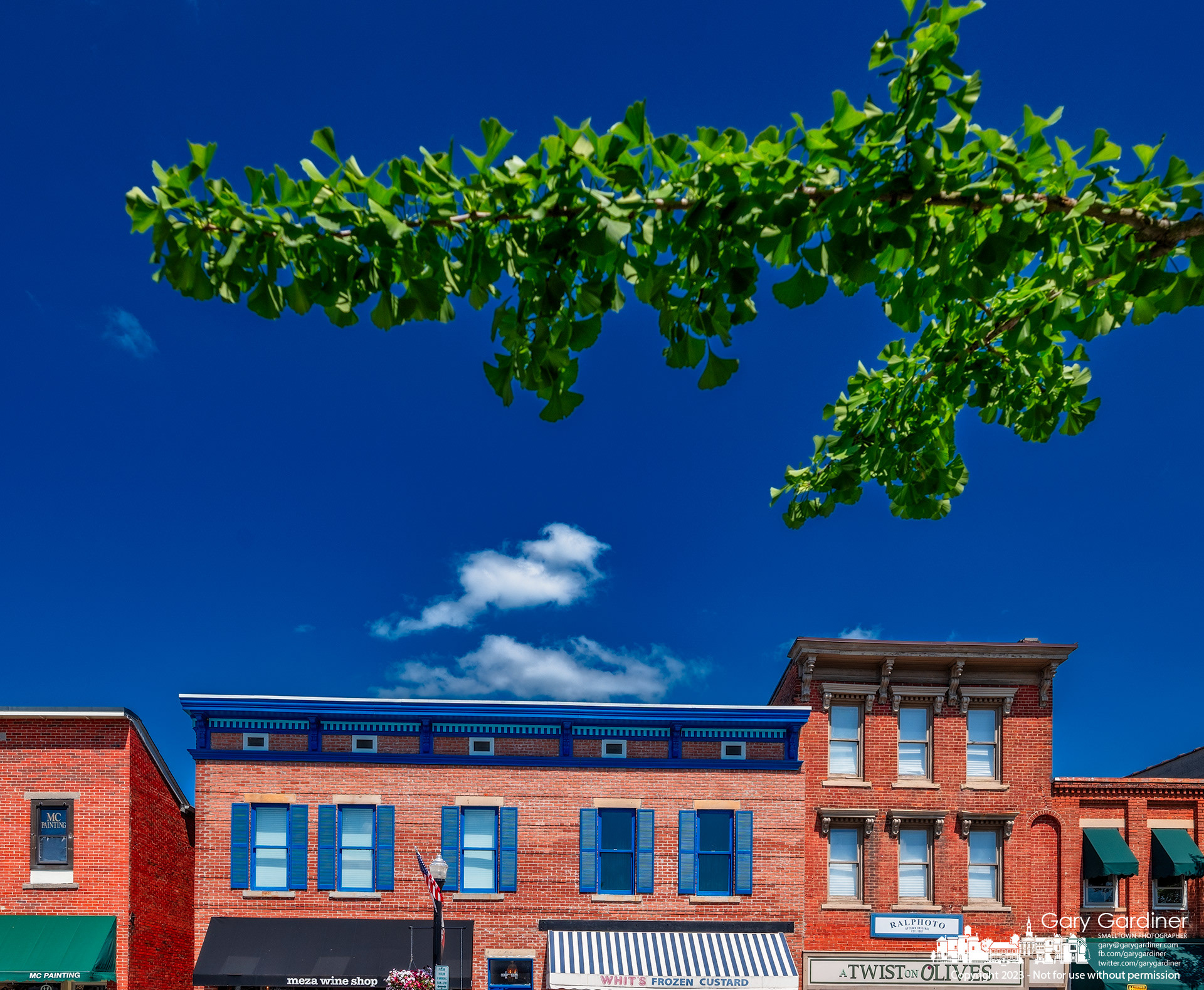 Leaves of a ginkgo tree stand bright against a blue sky with a wisp of clouds hanging over a red-brick section of Uptown Westerville on a hot summer afternoon. My Final Photo for July 13, 2023. https://bit.ly/3JW0CUa