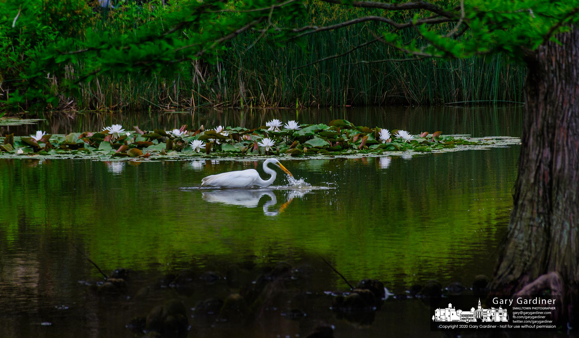 A great egret fishes in the waters of the wetlands at Highlands Aquatic Center. My Final Photo for June 11, 2021.