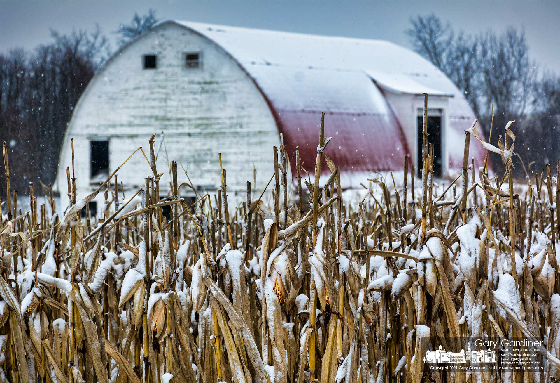 Snow continues to fall on the unharvested corn after an overnight storm brought a winter storm to the Braun Farm. My Final Photo for Feb. 1, 2021.