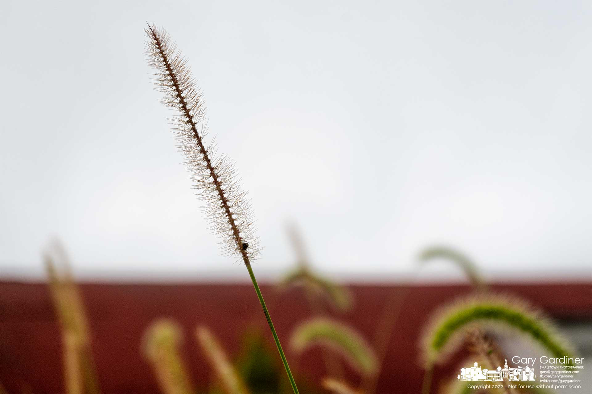 Only one seed remains on the seed pod of this yellow foxtail growing among other foxtails near the road that leads to the barn at the Braun Farm. My final Photo for August 22, 2022.