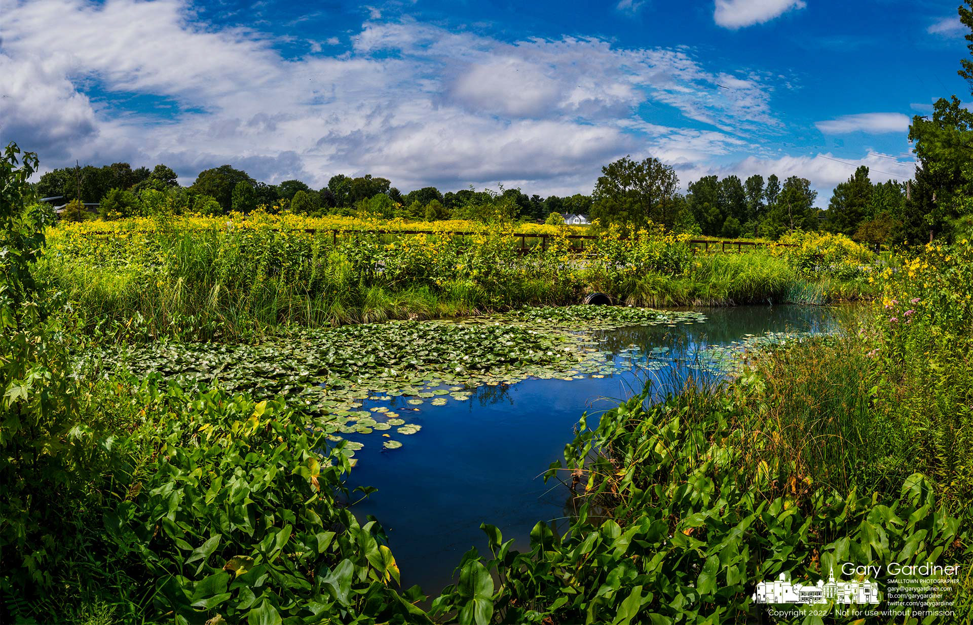 The wetlands at Highlands Park is brightly colored by yellow daisy perennial wildflowers growing around the periphery of the wetlands. My Final Photo for August 9, 2022.