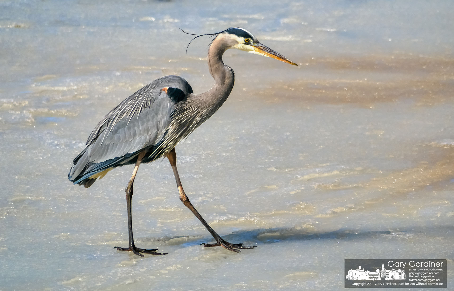 A Great Blue Heron walks its way across the thinning ice at the Highlands wetlands in search of open water for a meal. My Final Photo for Feb. 25, 2021.