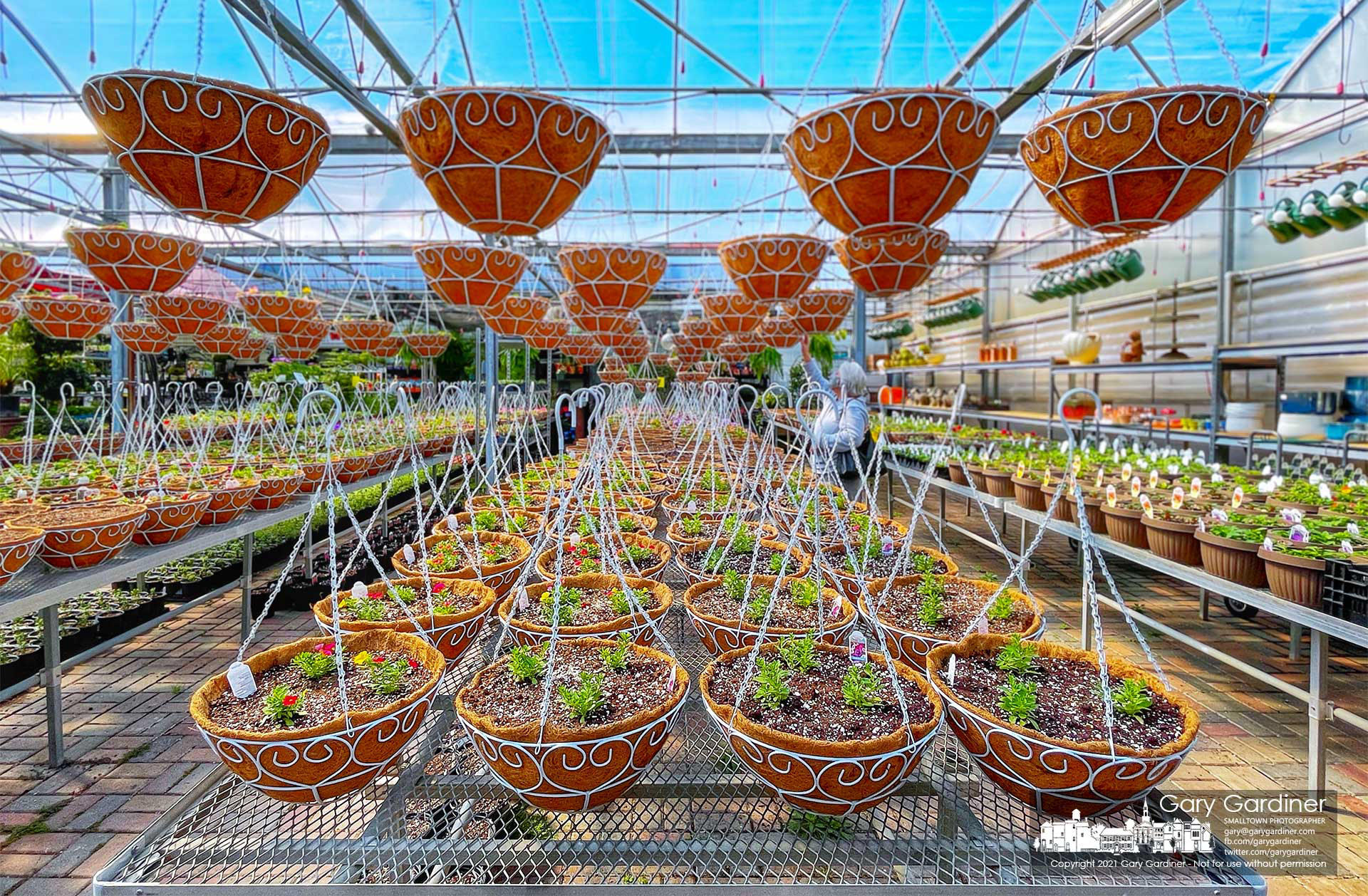 A woman examines one of the freshly-planted baskets hanging in the greenhouse at Hoover Gardens as the garden and nursery center gets ready for spring planting and the final freeze of the season. My Final Photo for March 19, 2021.