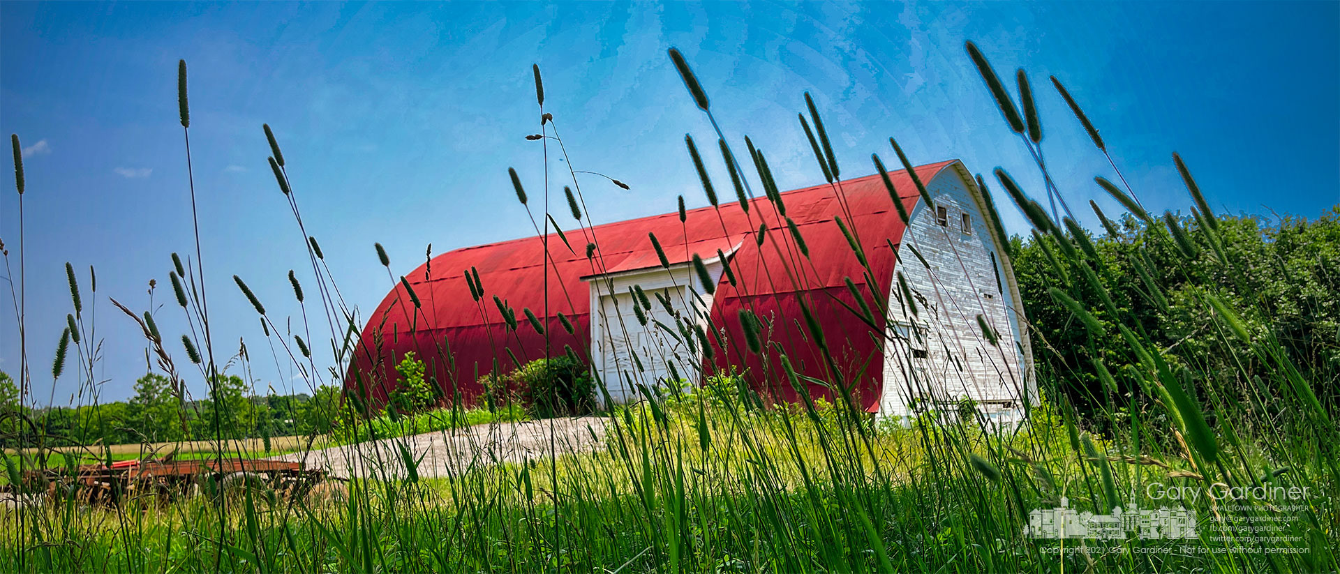 Timothy grass grows beside the barn on the Braun Farm where war, wet weather has speeded grass and weed growth. My Final Photo for July 5, 2021.
