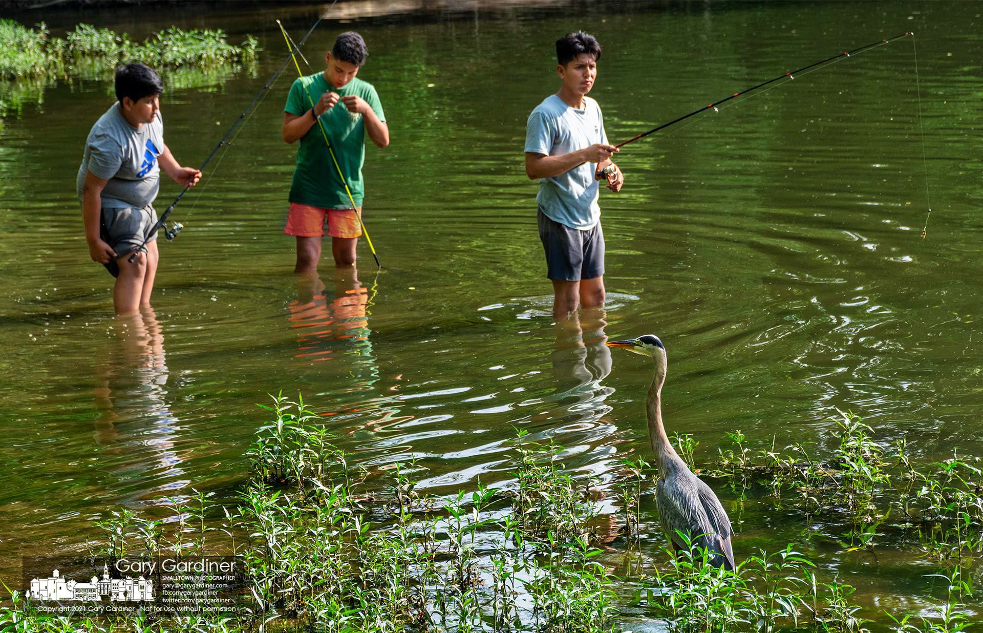 A great blue heron calmly waits nearby for the too small to keep fish discards from a trio of fishermen in the shallows below the Alum Creek Park North spillway dam. My Final Photo for June 20, 2021.