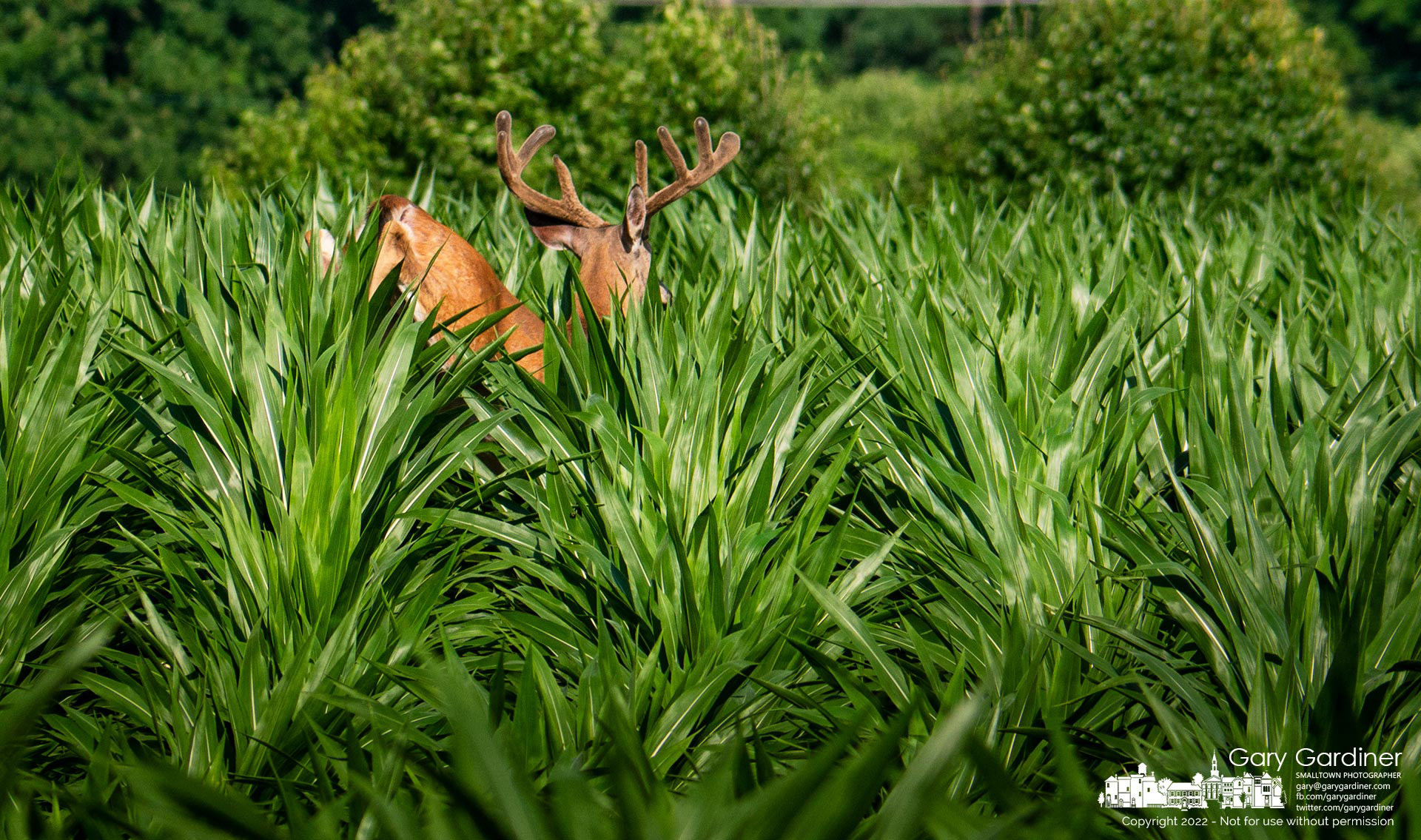 A velvet buck bounds through the corn field at the Braun Farm after being startled while eating honeysuckle on a treeline. My Final Photo for July 11, 2022.