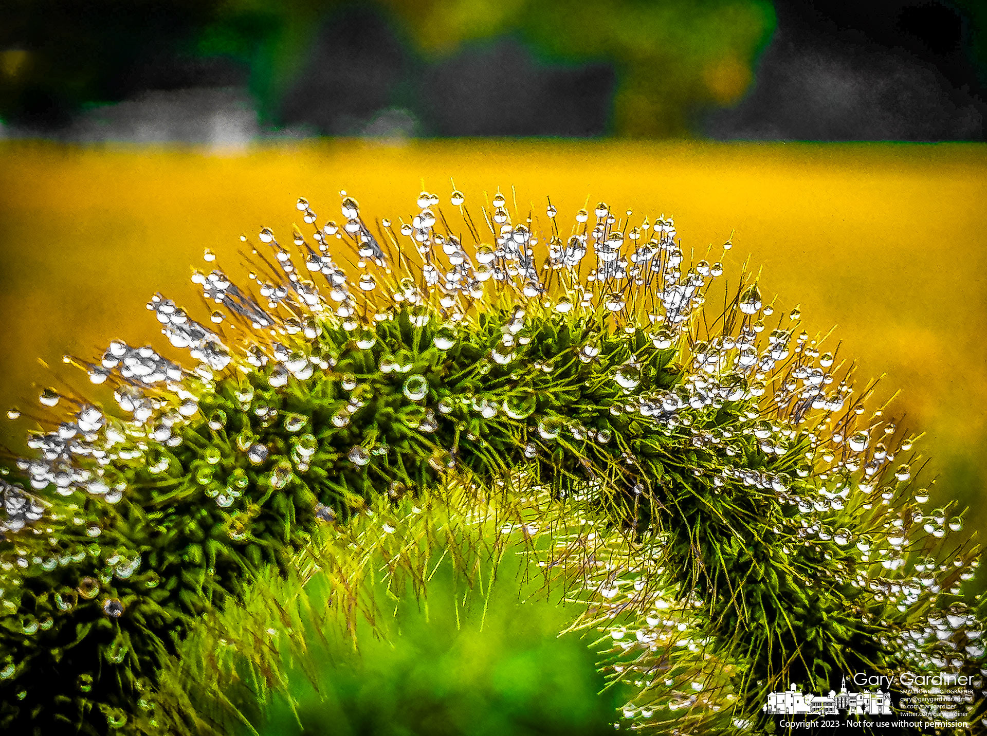 Morning dew settles onto fine bristles on the seed pod of a foxtail grass growing along the edge of the soybean field at Yarnell Farm on Africa Road. My Final Photo for September 25, 2023. https://bit.ly/46al10P