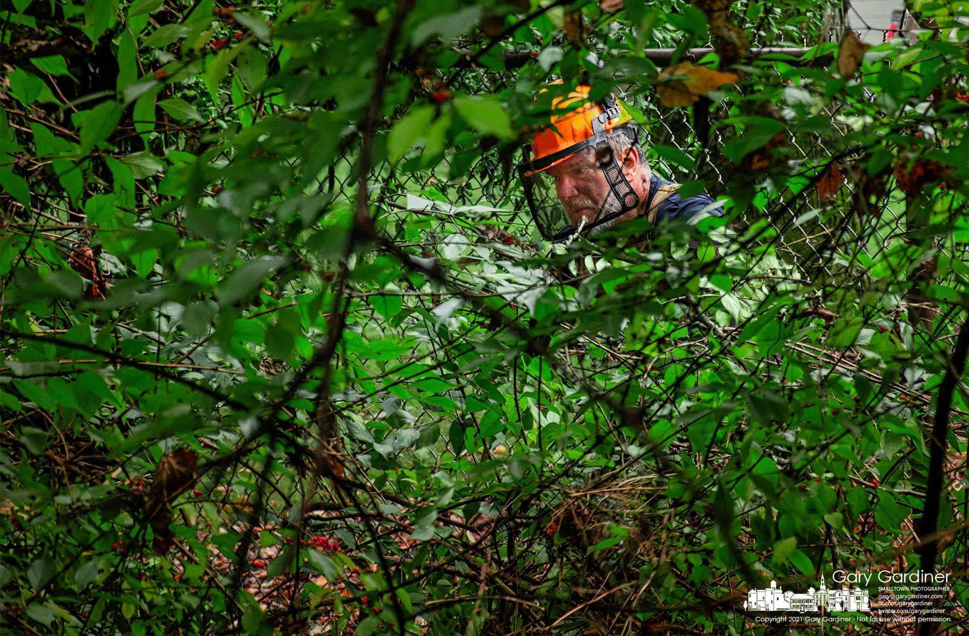 A volunteer sorts his way through a dense thicket of overgrown invasive honeysuckle as he and other volunteers joined Friends of Alum Creek and Tributaries in cleaning honeysuckle and other invasives from Boyer Nature Preserve. My Final Photo for Oct. 23, 2021.
