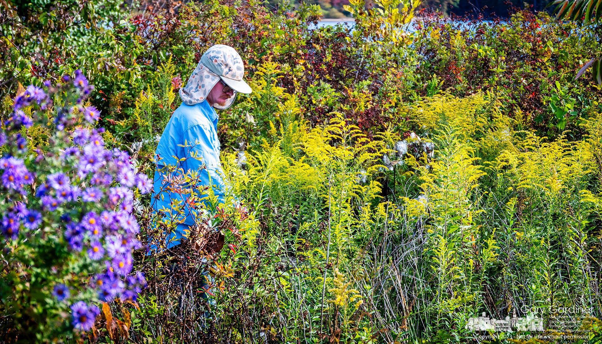 A contract work crew clears invasive late goldenrod from the rain garden at Walnut Boat Ramp as the city clears the weed from some areas of the park. My Final Photo for October 13, 2023. https://bit.ly/40aU9vH