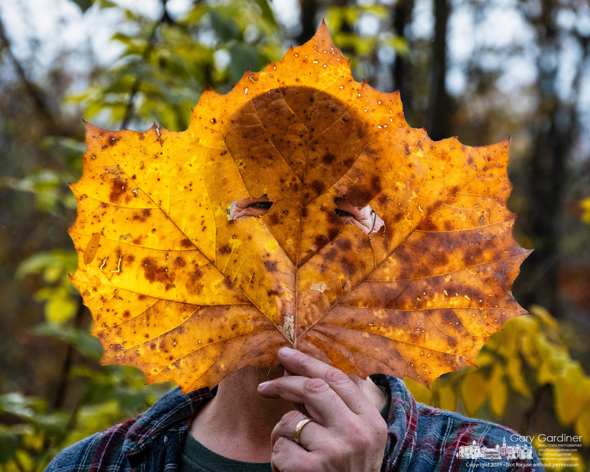 Mark Dilley offered a little humor combining invasives cleanup at Boyer Nature Preserve and a Halloween mask with this large Sycamore tree leaf with eyeholes poke in it. My Final Photo for October 28, 2023. https://bit.ly/3FCgngv
