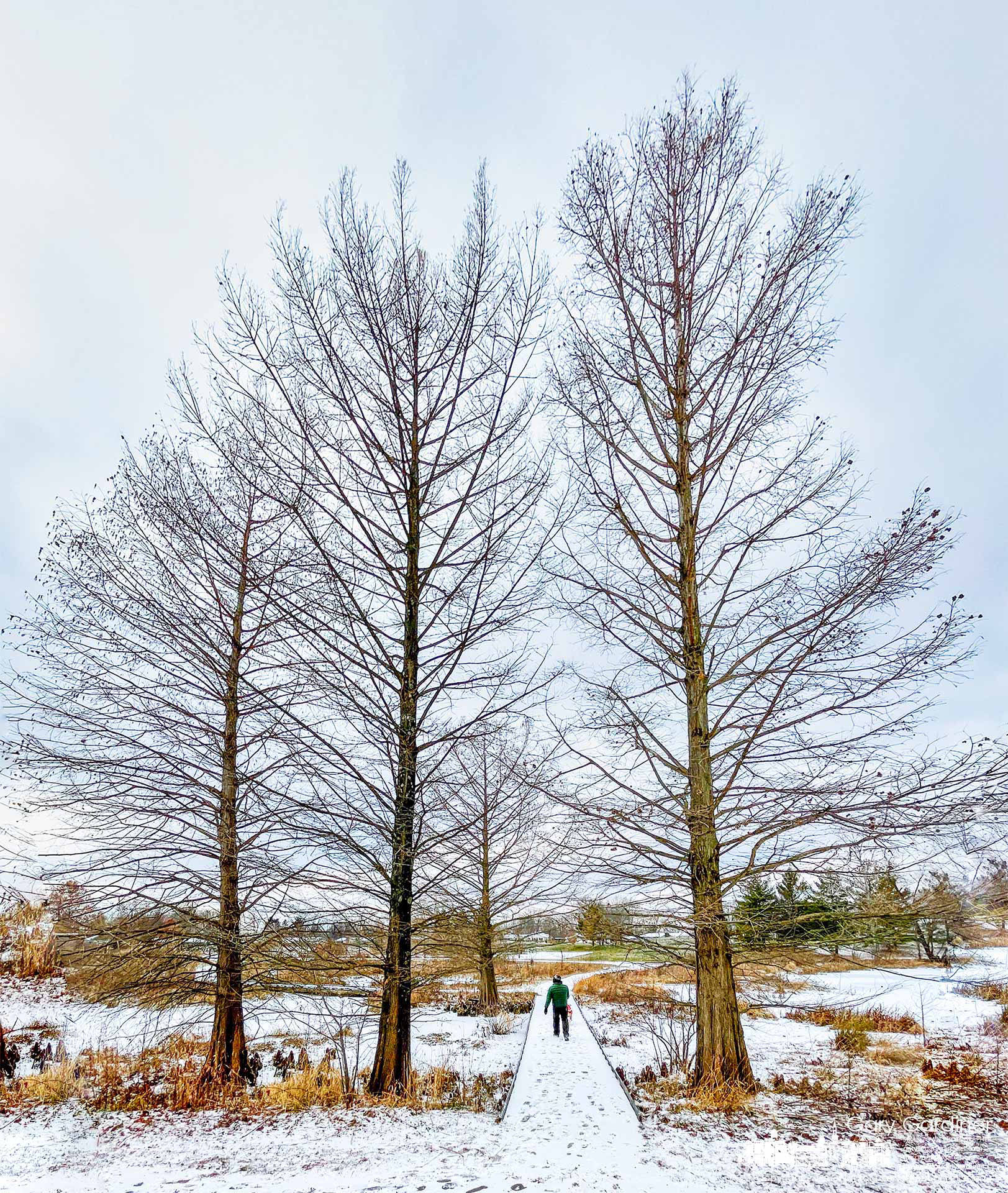 A light coating of snow and frigid temperatures greeted people walking the bridge across the wetlands and past the cypress trees that have shed their feathery needles at Highland Park. My Final Photo for Jan. 7, 2022.