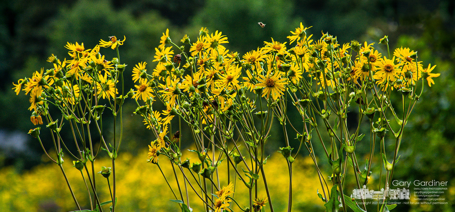 A honey bee flies over a waving prairie of flowers in its search for nectar to add to the hive within reach of flowers at the wetlands at Highlands Aquatic Center. My Final Photo for Aug. 8, 2021.
