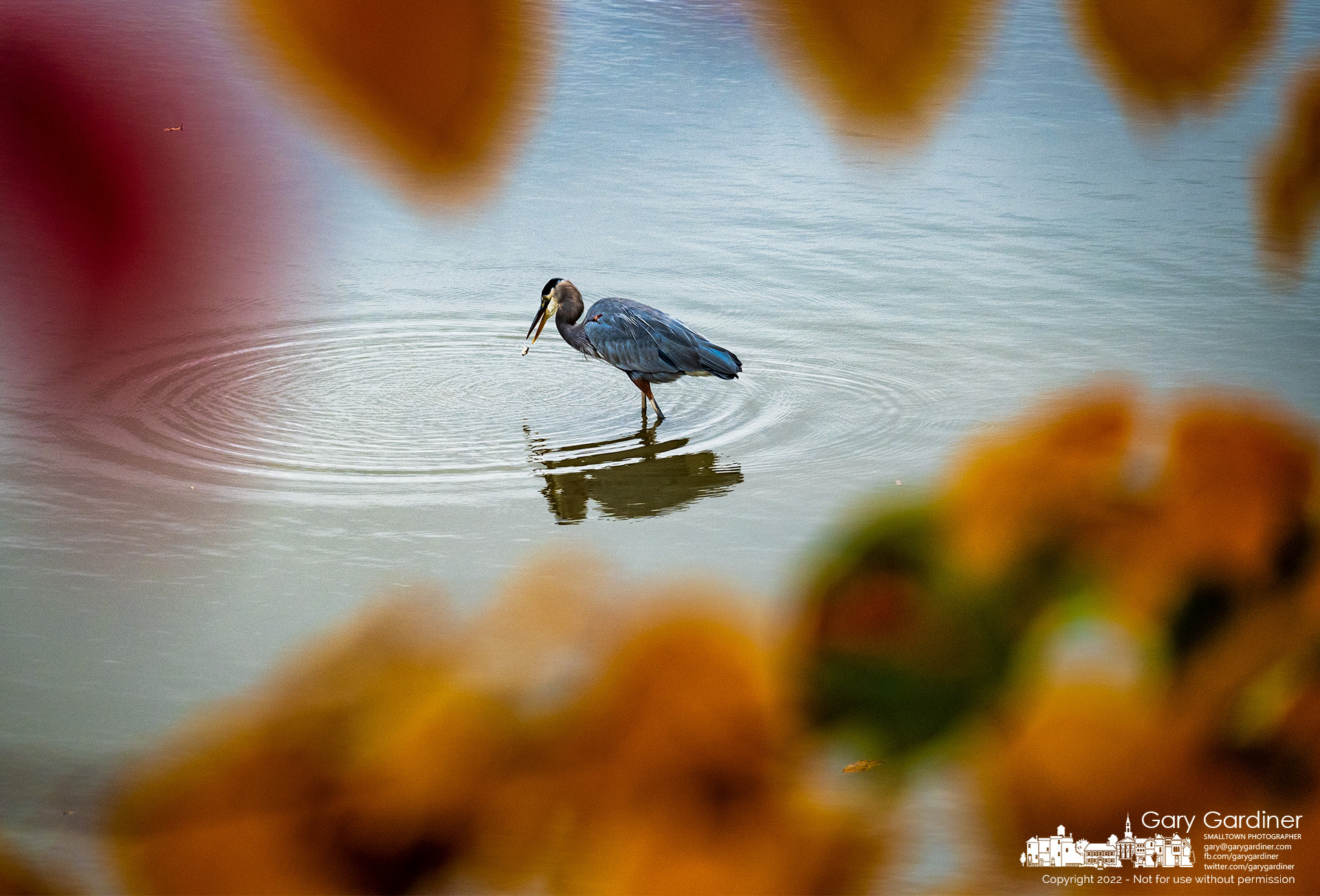 A Great blue heron juggles a small fish before eating it after pulling it from the shallows of Hoover Reservoir near the Walnut Street boat ramp. My Final Photo for October 26, 2022.