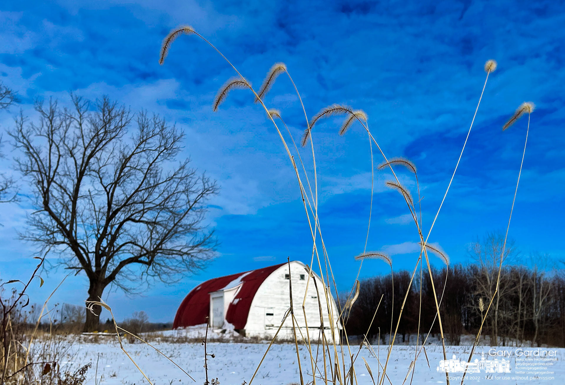 A stand of dried foxtail blows in the wind as snow and cold weather chilled the Braun Farm. My Final Photo for Jan. 18, 2022.