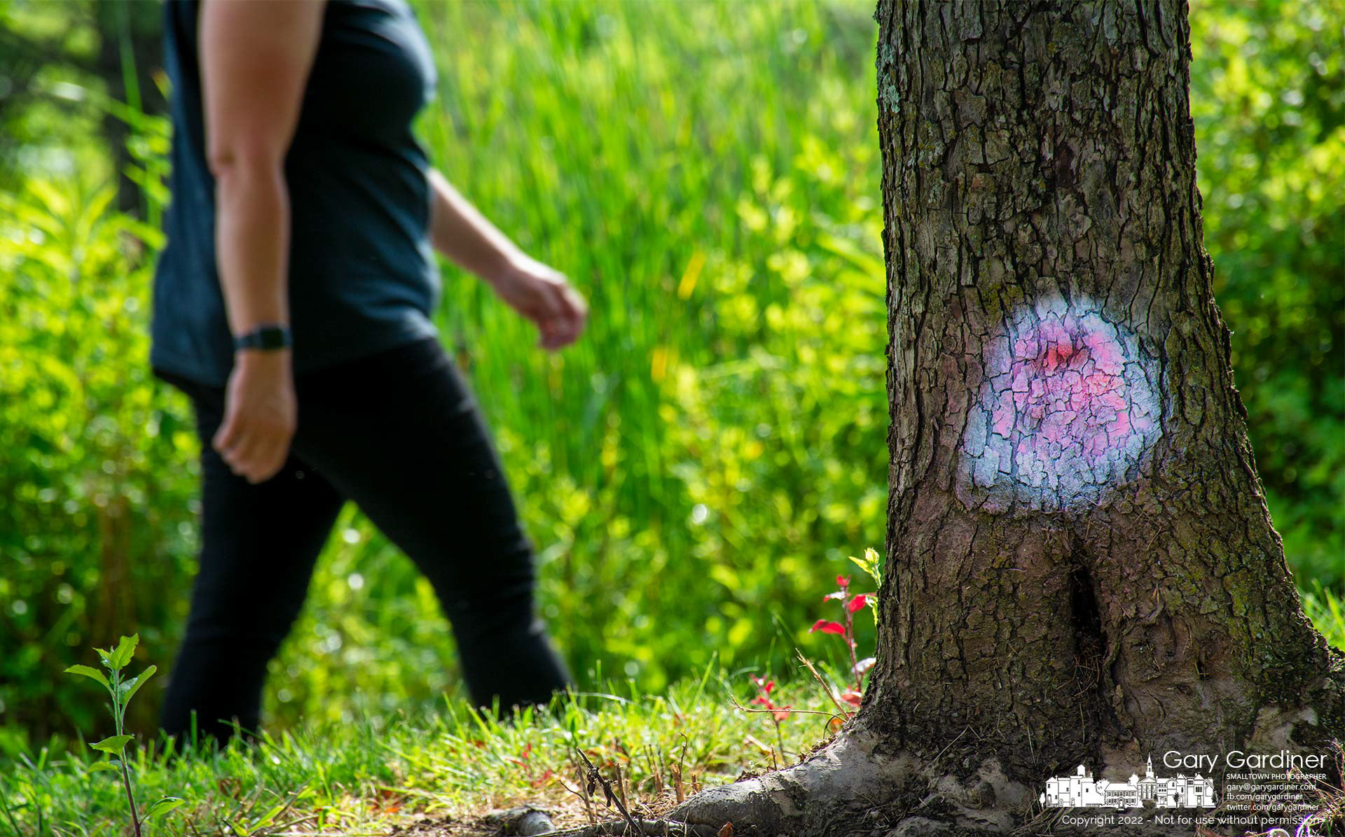 A woman walks past a tree at the Highlands wetlands with a red spray paint marker marking a tree to be cut down, with white paint indicating it is not to be cut from the easement area of AEP overhead transmission lines. My Final Photo for June 22, 2022.