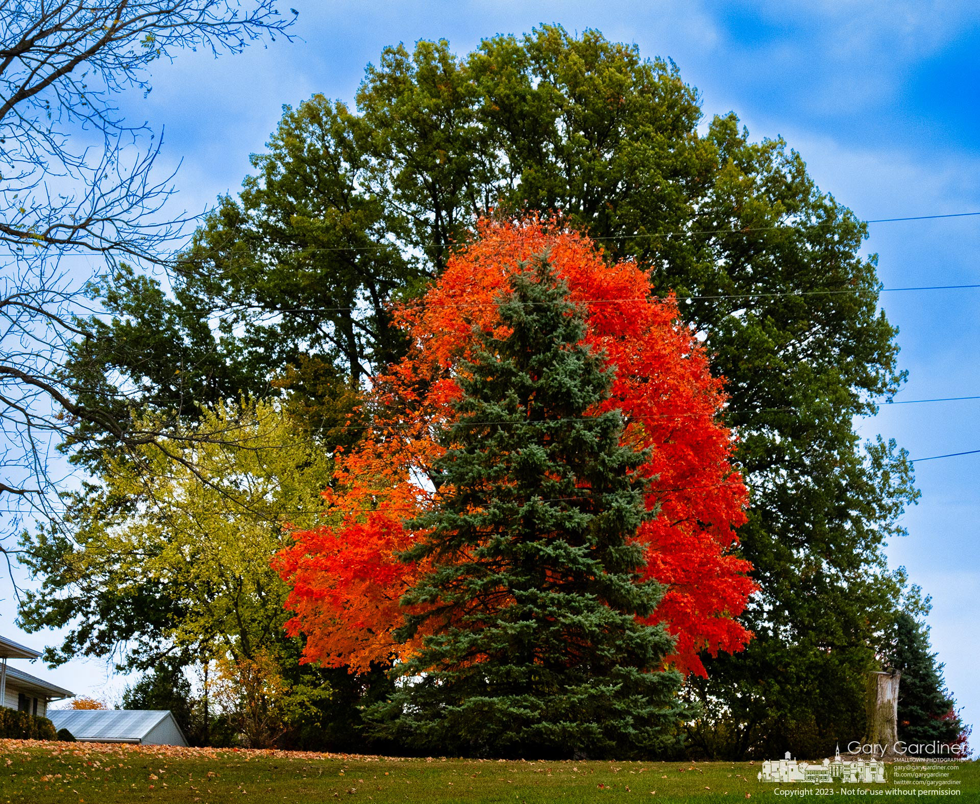 A quartet of trees share a common vista across the small hay pasture at the Yarnell Farm on County Line Road. My Final Photo for October 19, 2023. https://bit.ly/3S3k4TJ