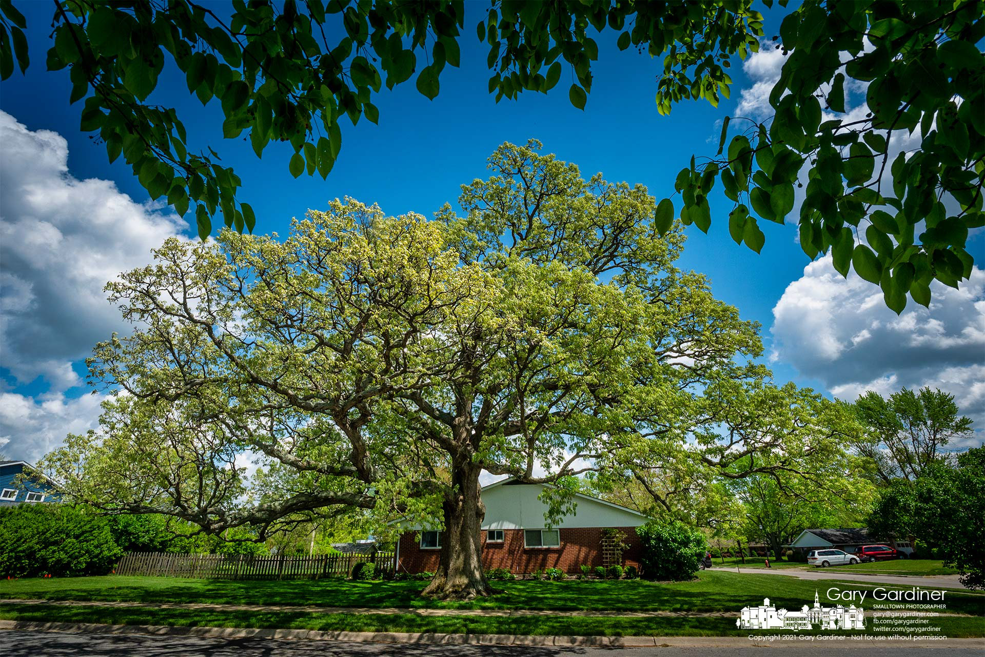 The large oak tree in the yard at the corner of Brisbane and Barcelona shows its leaves in an early stage of growth as Spring days lengthen and despite the cooler than normal temperatures. My Final Photo for May 7, 2021.
