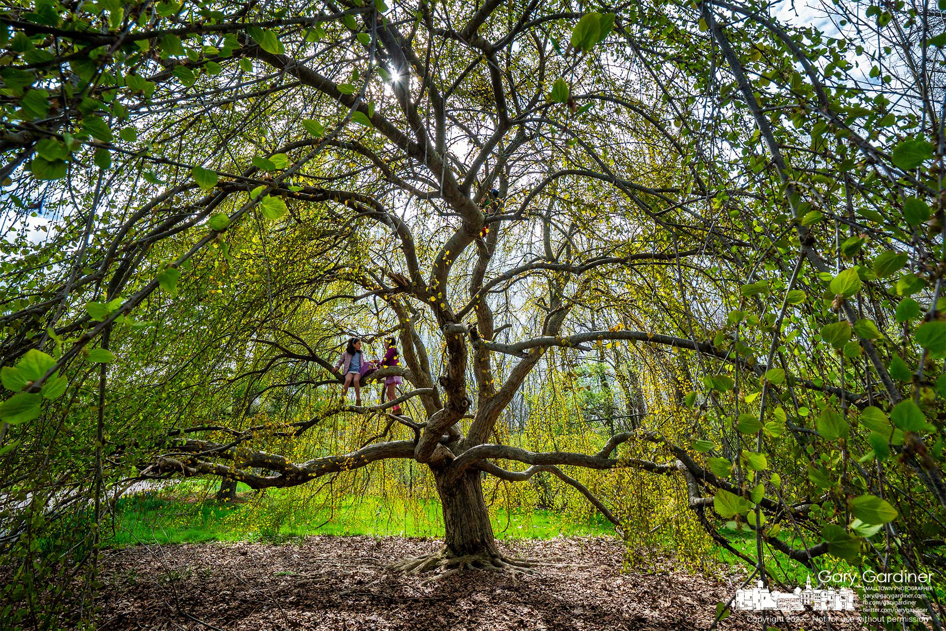 Three home-schooled children climb a willow tree near the parking lot at Inniswood Gardens preparing themselves for classes from their mother who thought it best that she remain firmly on the ground for the lessons. My Final Photo for April 22, 2022. 