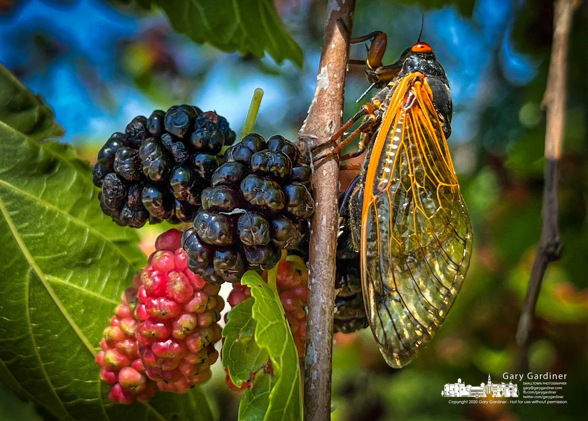 A cicada climbs along the limb of a mulberry tree with ripening fruit that is typically ignored by the insects during their ew weeks above ground. My Final Photo for June 16, 2021.