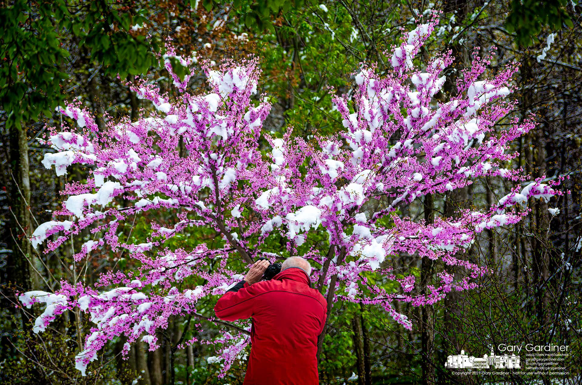 A photographer trains his camera on the snow-covered blossoms of a redbud tree at Inniswood Metro Gardens after an overnight Spring snowfall. My Final Photo for April 21, 2021.