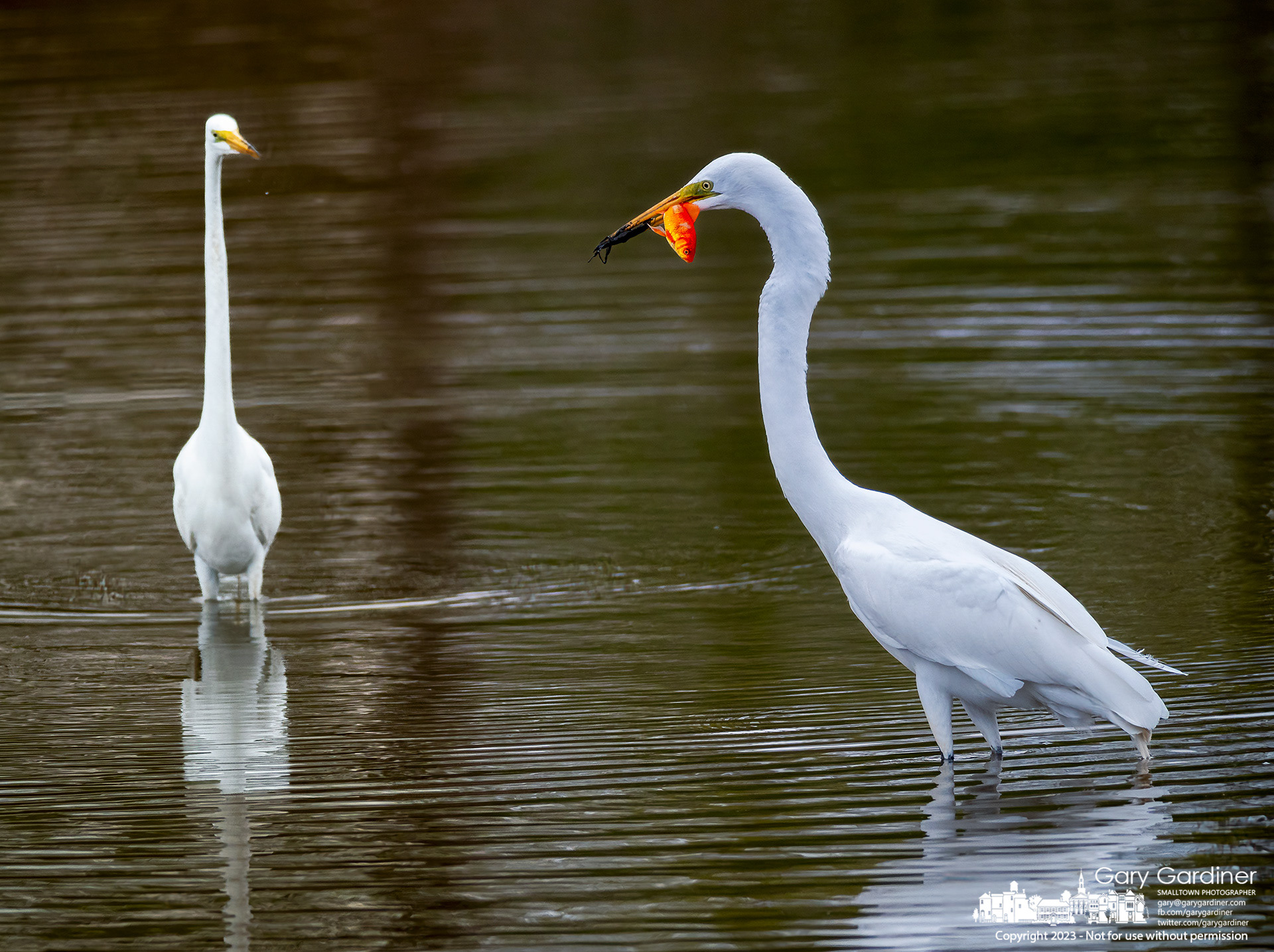 Under the watchful eye of an equally hungry companion, a snowy egret eats an invasive goldfish snatched from the shallow waters of the wetlands at Highlands Park. My Final Photo for April 21, 2023. 