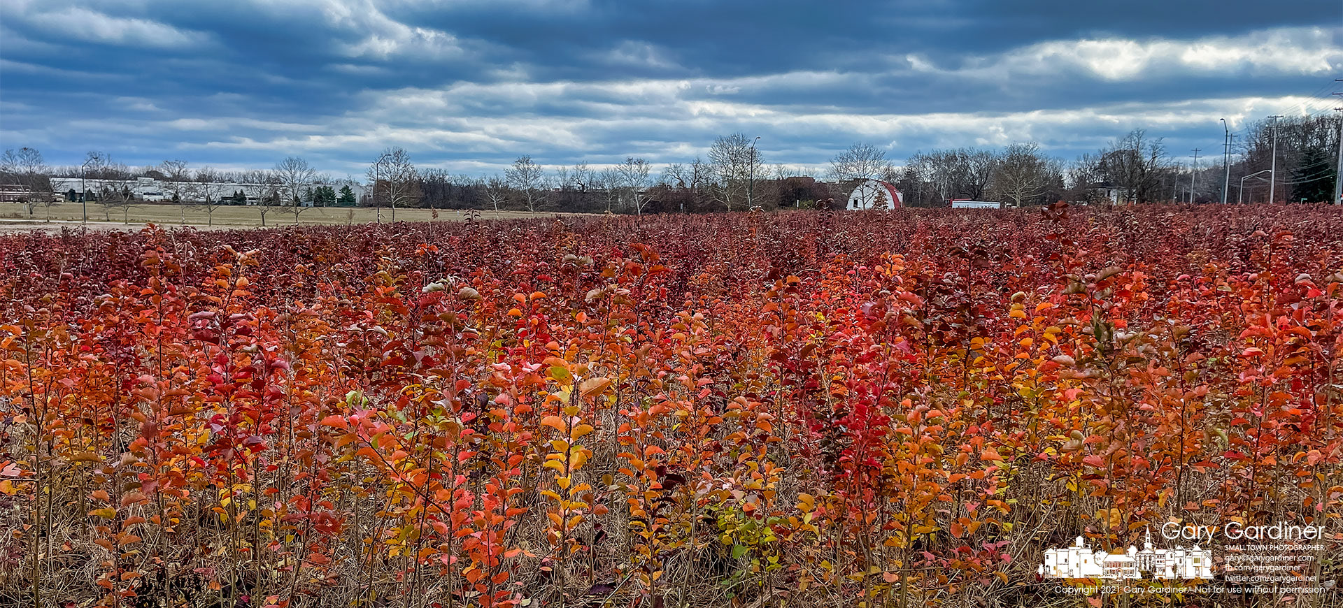 A small forest of invasive Bradford pear progeny has taken over the upper portion of the hayfield at the Braun Farm preventing harvest of the hay. My Final Photo for Dec. 6, 2021.