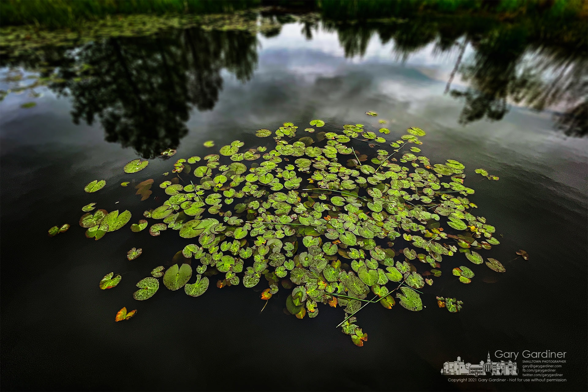 The early growth of lily pads on the wetlands at Highlands Aquatic Center wears a coating of raindrops after an overnight and morning rain. My Final Photo for May 3, 2021.