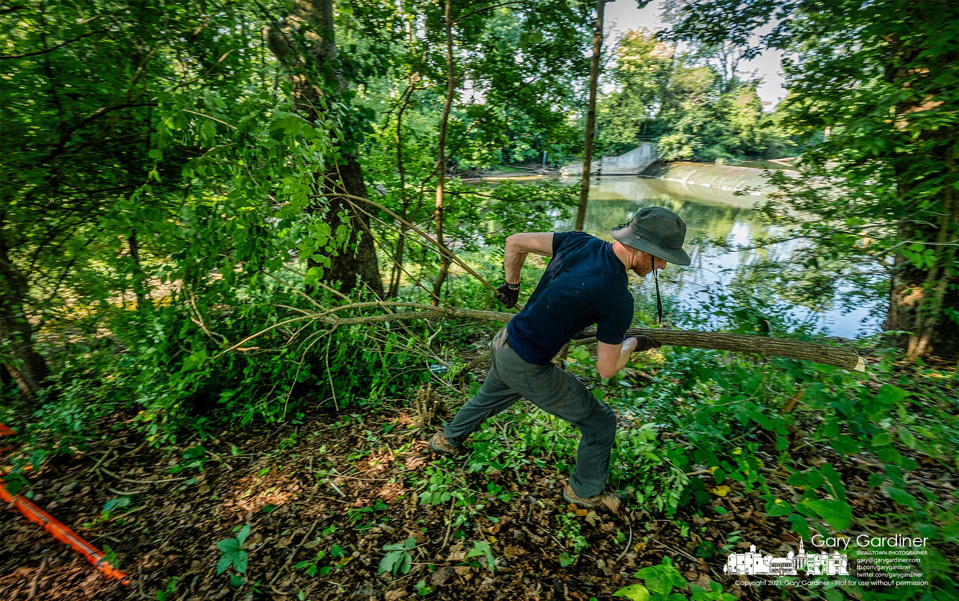 A volunteer removes honeysuckle cut from the banks of Alum Creek just below the dam at Alum Creek Park North during a program Saturday to remove invasive species from the creek. My Final Photo for Aug. 21. 2021.