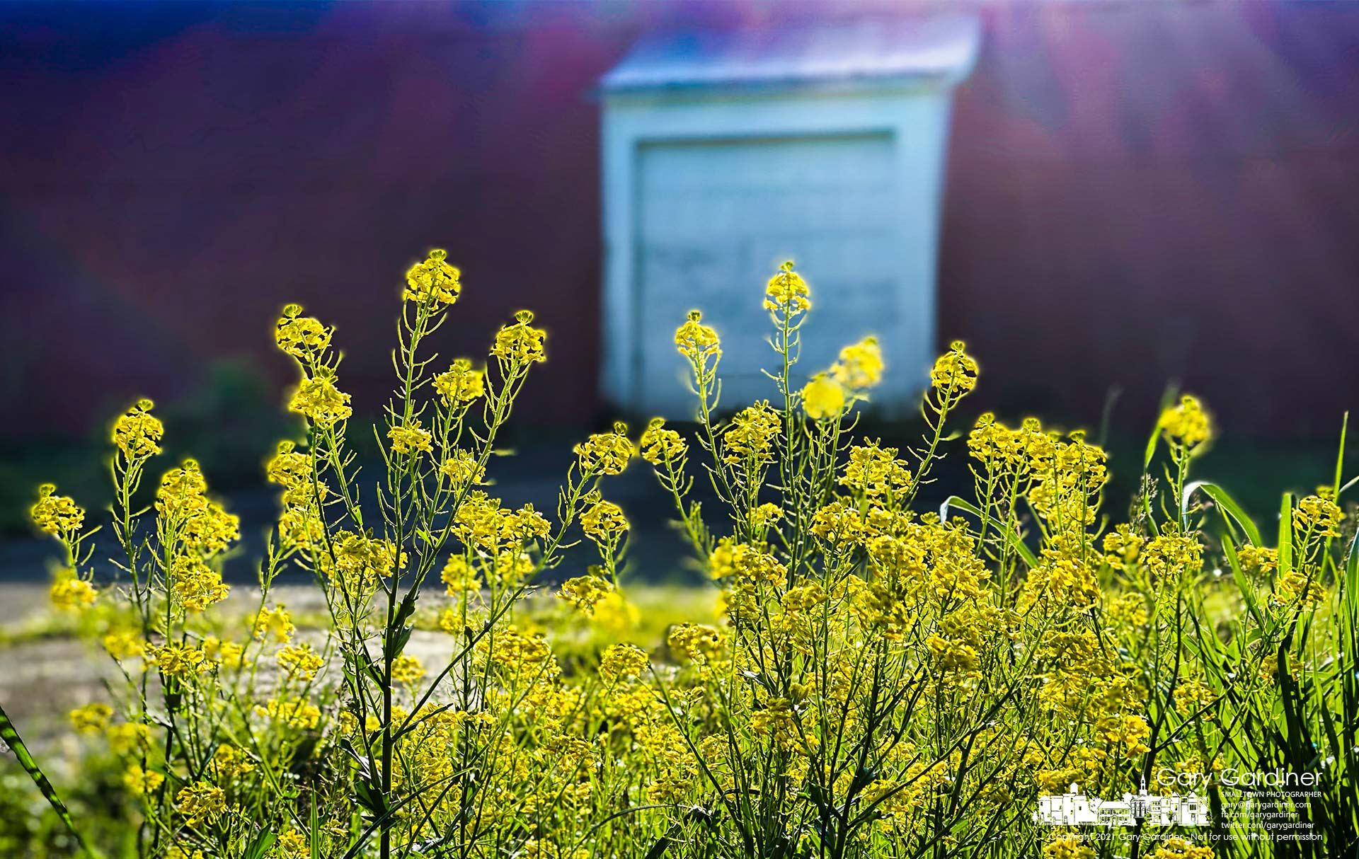 The morning sun breaks through the fog casting rays across the Braun Farm barn onto flowering Yellow Rocket. My Final Photo for May 10, 2021.