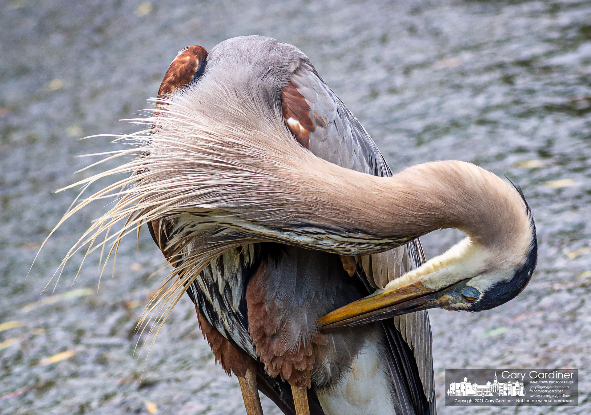 A great blue heron preens itself from its perch atop the Alum Creek low head dam where it was watching for its next meal to make an appearance. My Final Photo for June 28, 2021.