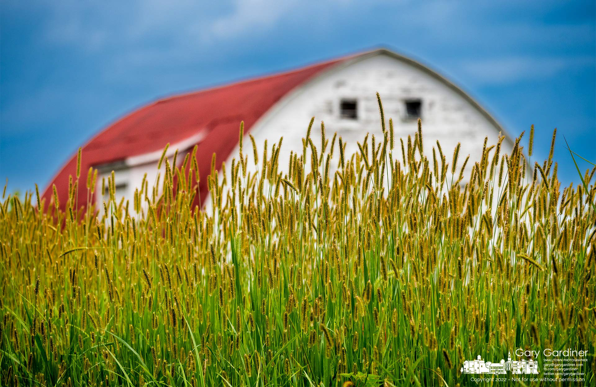 A stand of green foxtail weeds blows in the afternoon wind across a field at the Braun Farm. My Final Photo for August 1, 2022.