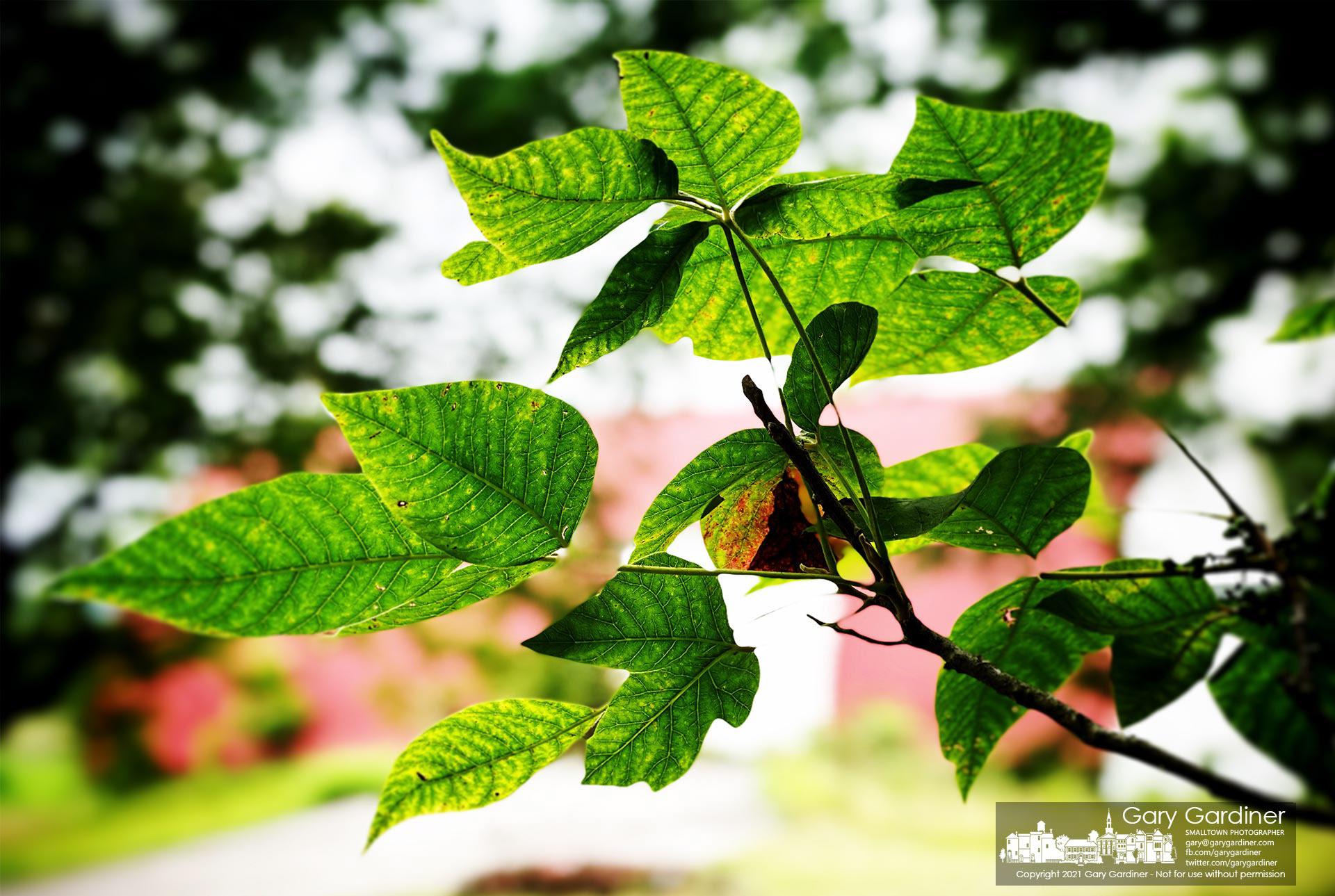 Poison Ivy spreads its tendrils towards the open sky as it takes over a large portion of the old farmhouse at the Braun Farm. My Final Photo for July 12, 2021.