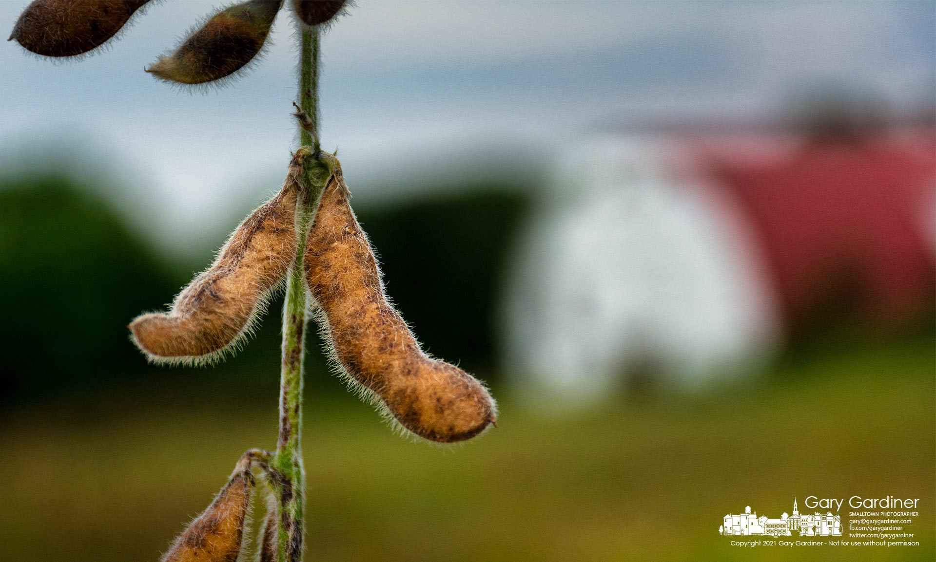 Soybeans on the Braun Farm property are slowly drying out readying themselves for harvest this fall. My Final Photo for Sept. 20, 2021.