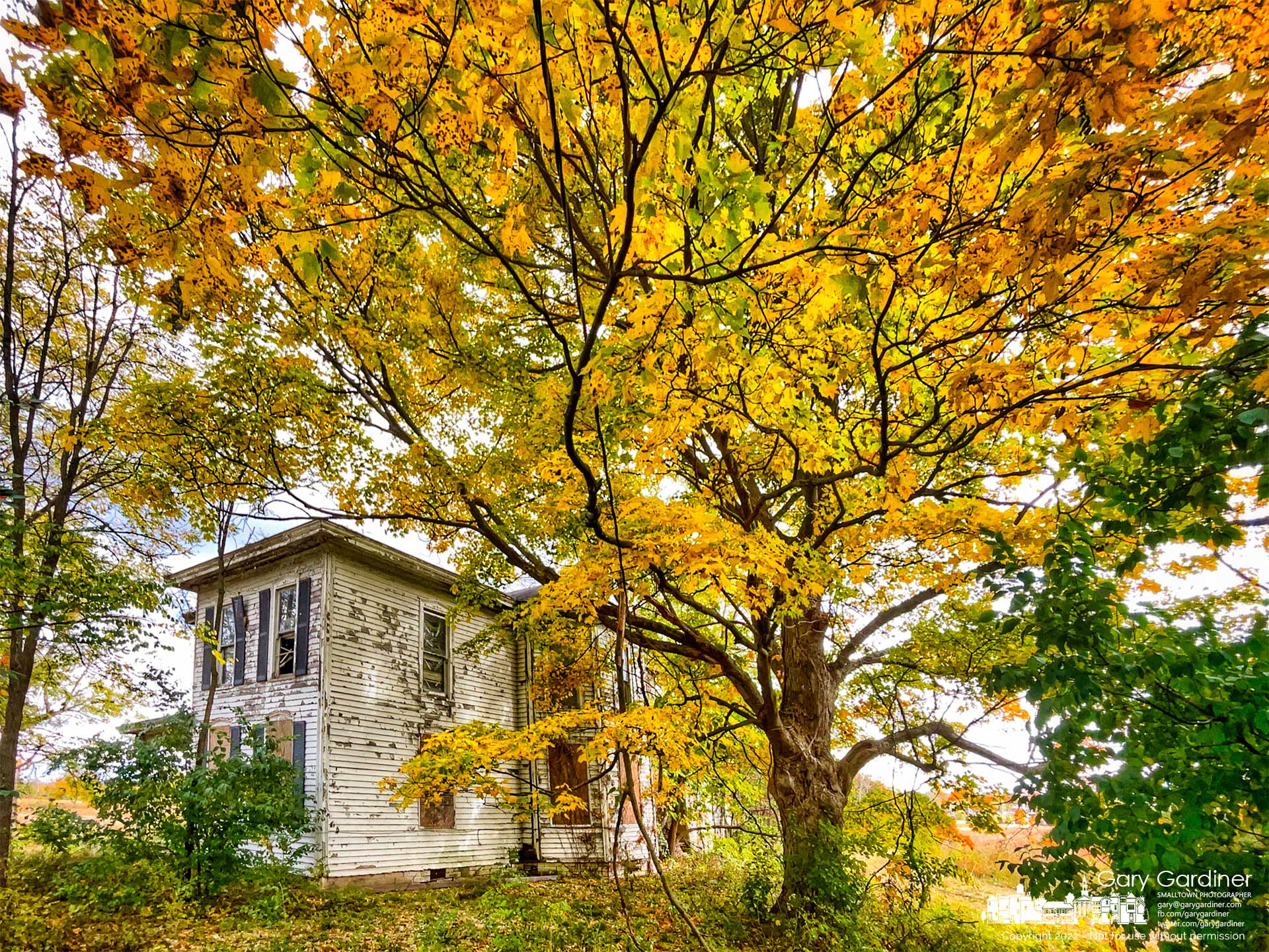 A maple tree spreads its canopy of fall colors over the abandoned farmhouse at the front of the Braun Farm on Cleveland Ave. My Final Photo for October 17, 2022.