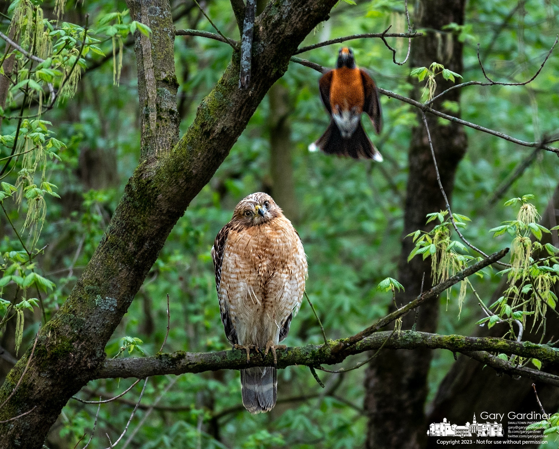 A robin harasses a sharp-shinned hawk perched on a limb overlooking a portion of the small island just above the dam at Alum Creek Park North n Westerville. My Final Photo for April 16, 2023.