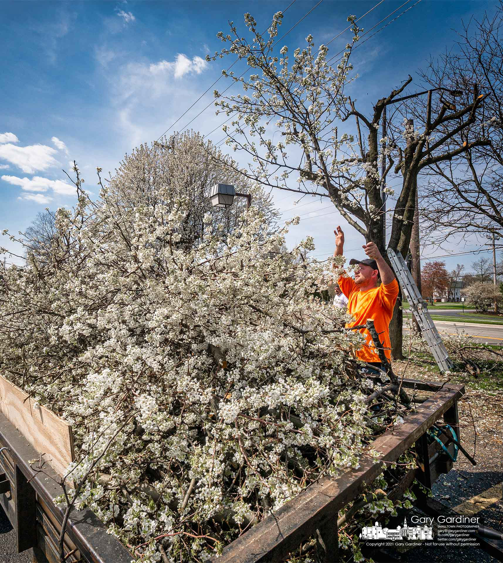 A tree trimmer tosses at blossoming limb from a Bradford pear being heavily trimmed into a hauling truck at the parking lot of a business on West Main. My Final Photo for April 6, 2021.