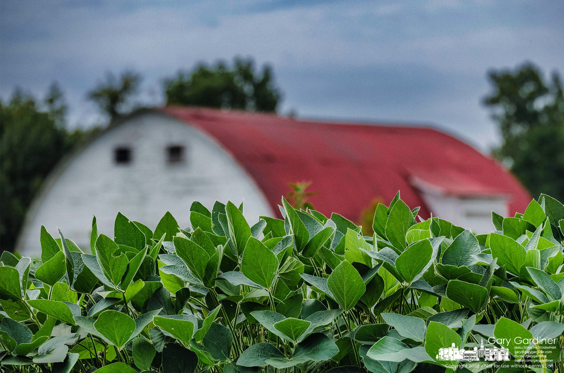 Soybeans in the upper field at the Braun Farm are enjoying the warm, wet weather with some plants beginning to show beans. My Final Photo for August 8, 2022.
