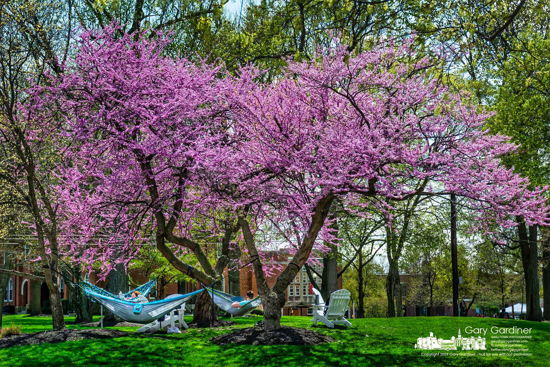 Otterbein students relax and study from hammocks secured to flowering trees at the corner of Grove and West Main. My Final Photo for April 14, 2021.