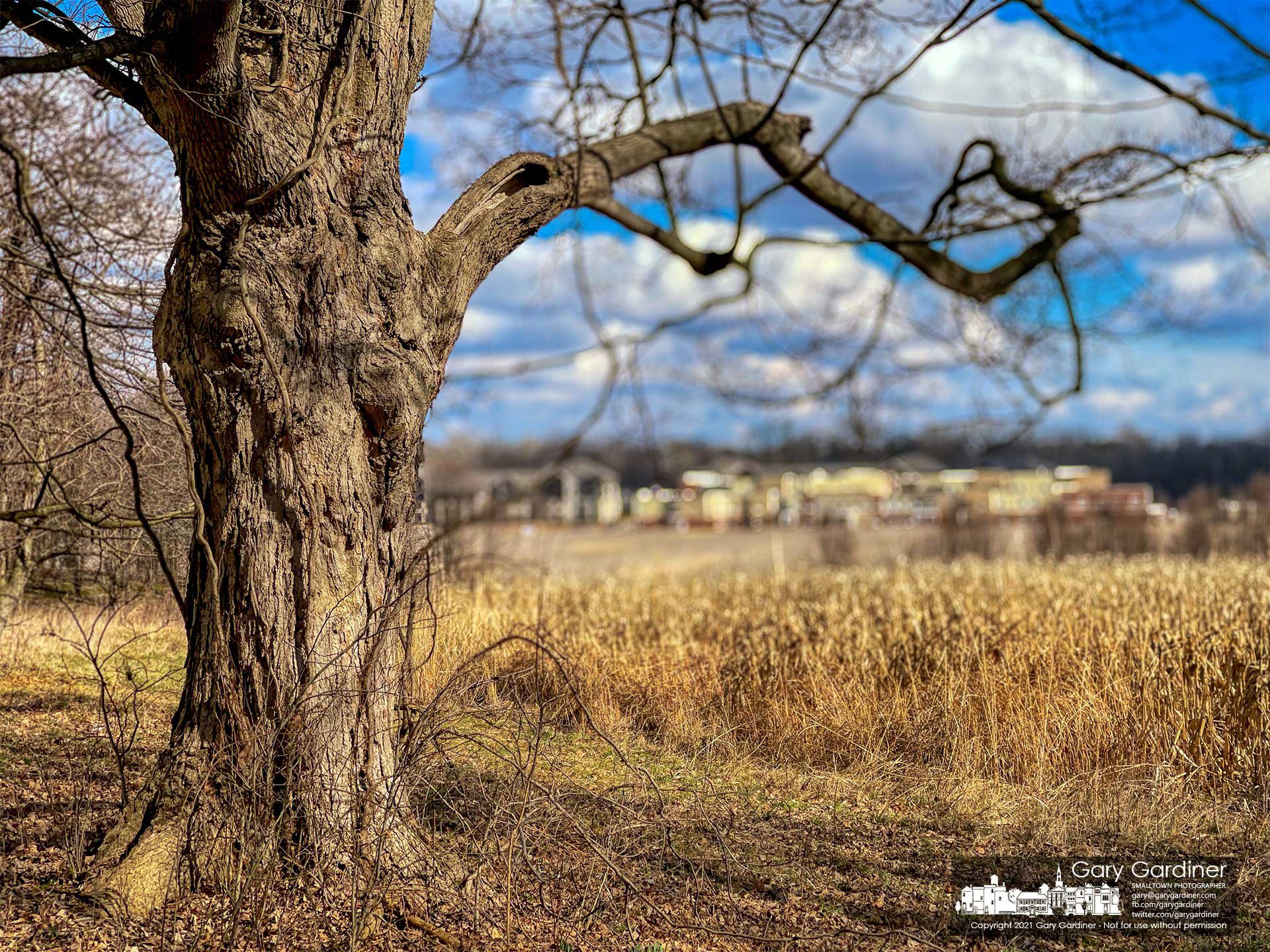 The weathered and aged trunk of the maple tree adjacent to the farmhouse at the Braun Farm begins to warm in the last month of winter. My Final Photo for March 1, 2021.