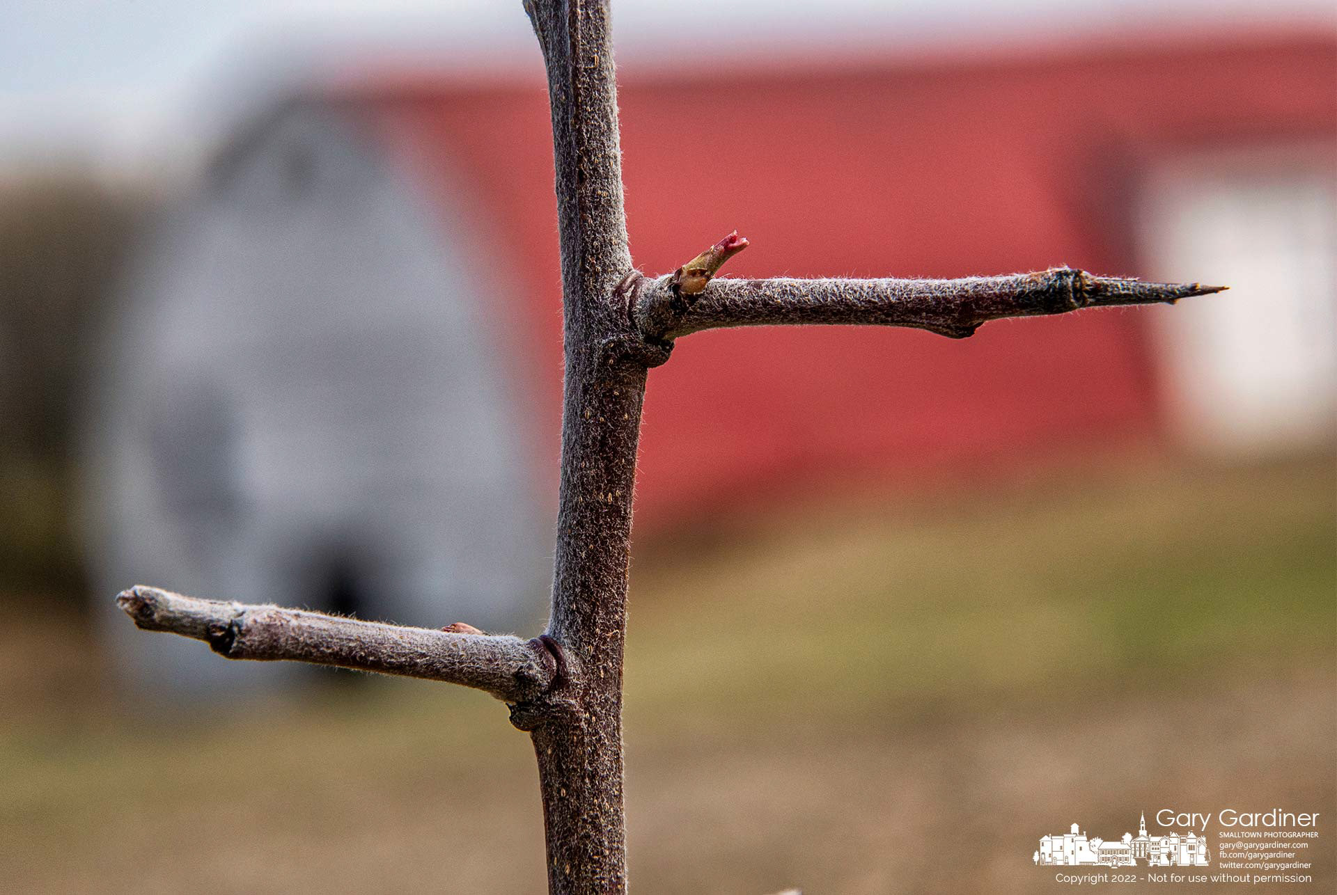 An invasive Callery pear sprouts leaves at the base of a thorn growing from the thin stalk of an immature tree on the Braun Farm. My Final Photo for April 4, 2022. 