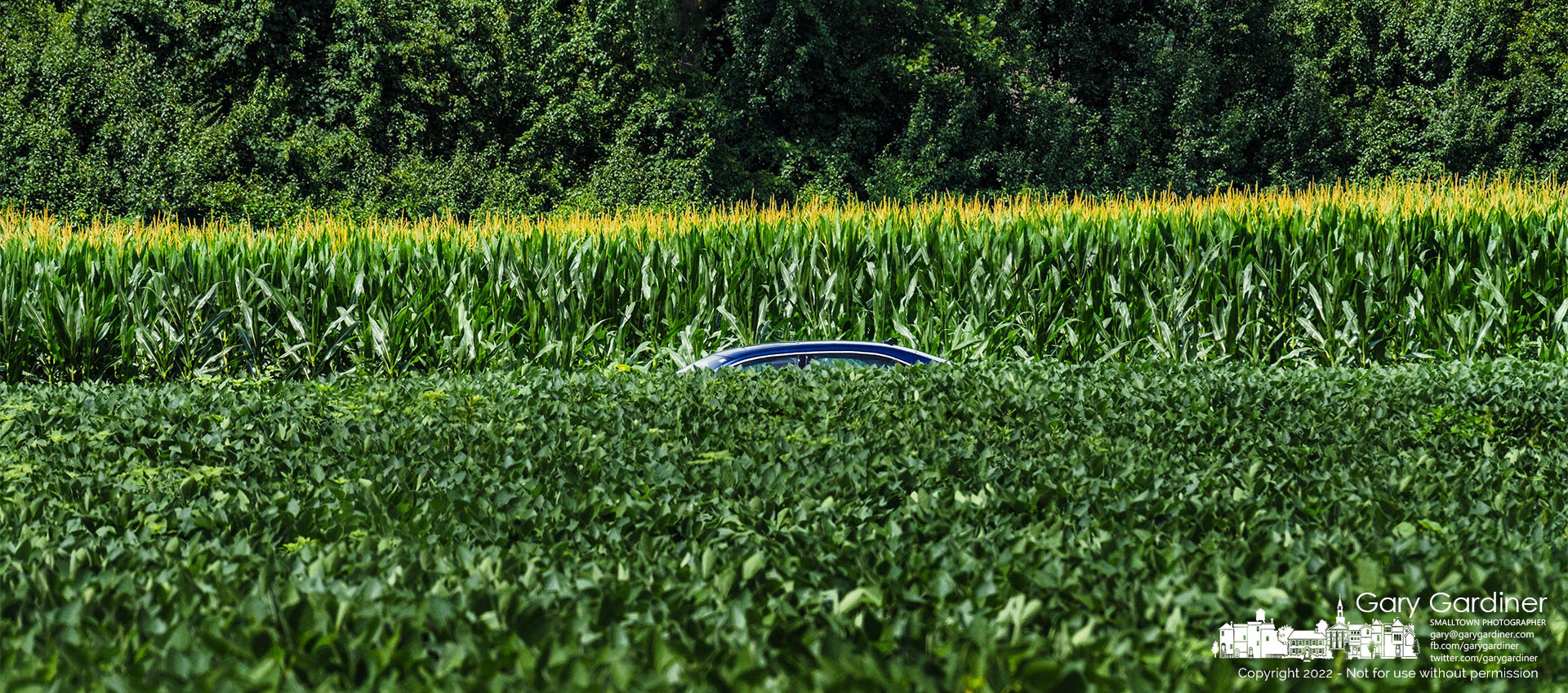 A car is barely visible between fields of soybeans and corn as warm temperatures and recent rains have accelerated the growth of both fields along Cooper Road. My Final Photo for July 25, 2022.