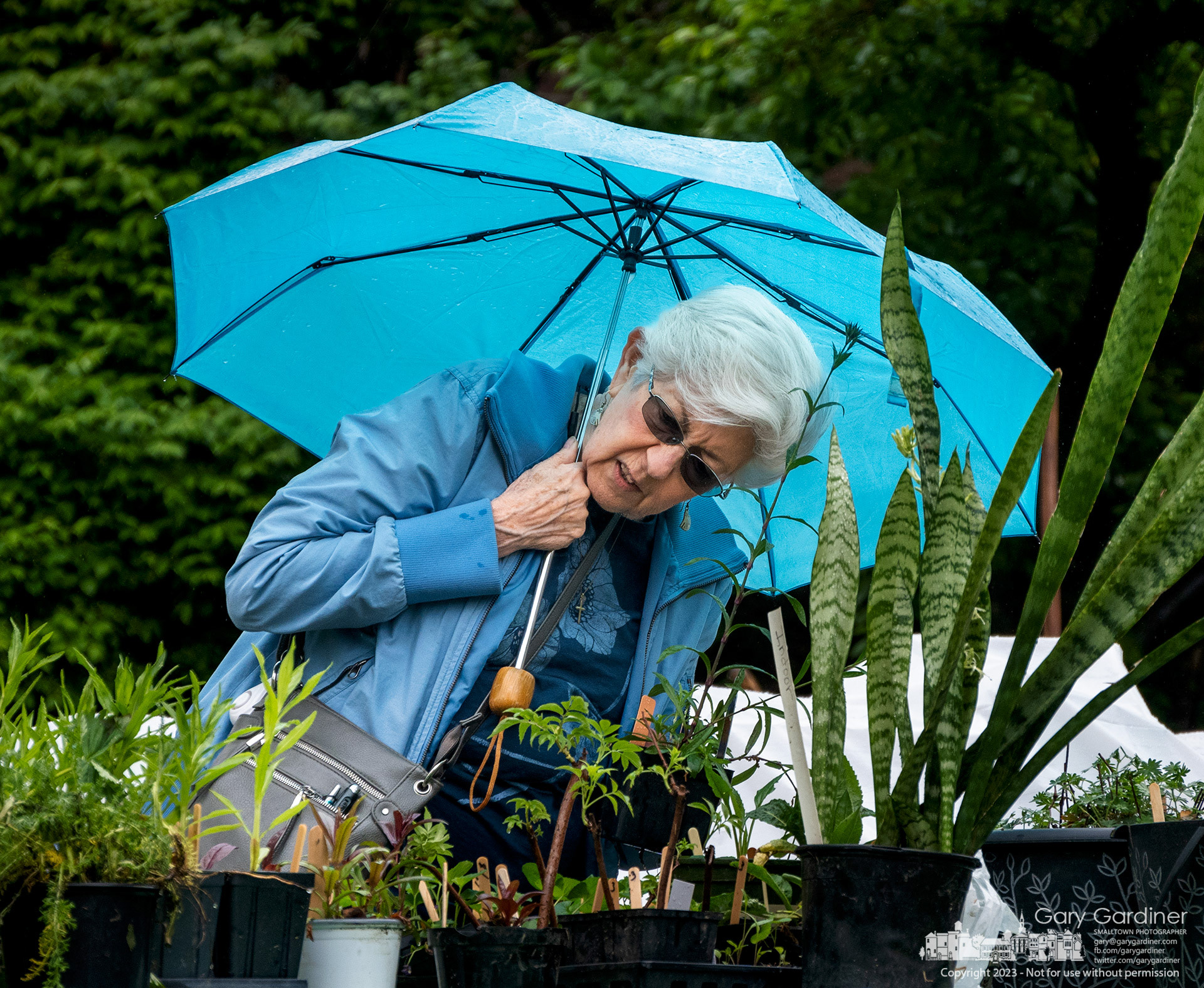 A woman carrying a blue umbrella to keep her dry for morning rain leans into inspecting her options at the Westerville Garden Club's Annual Plant Sale in Uptown. My Final Photo for May 13, 2023. 